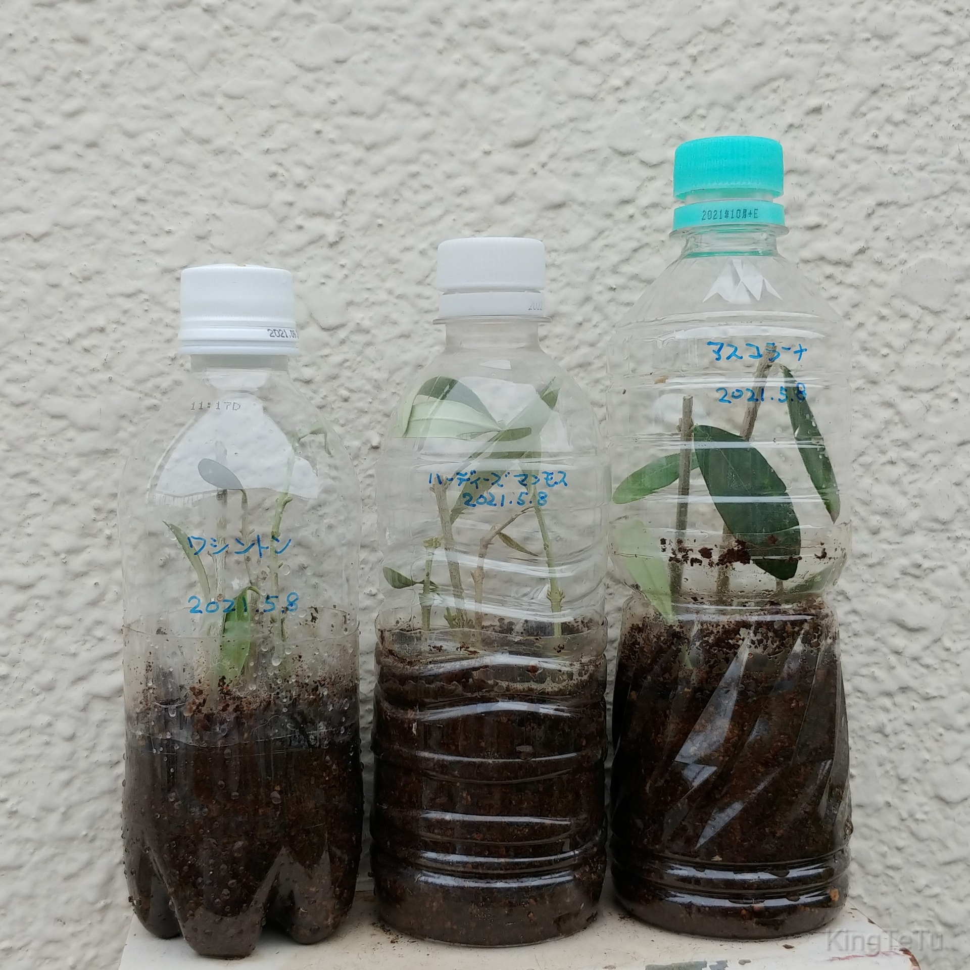 オリーブの挿し木にチャレンジ 盆栽な感じで 的な オリーブの挿し木にチャレンジ 盆栽な感じで 的な