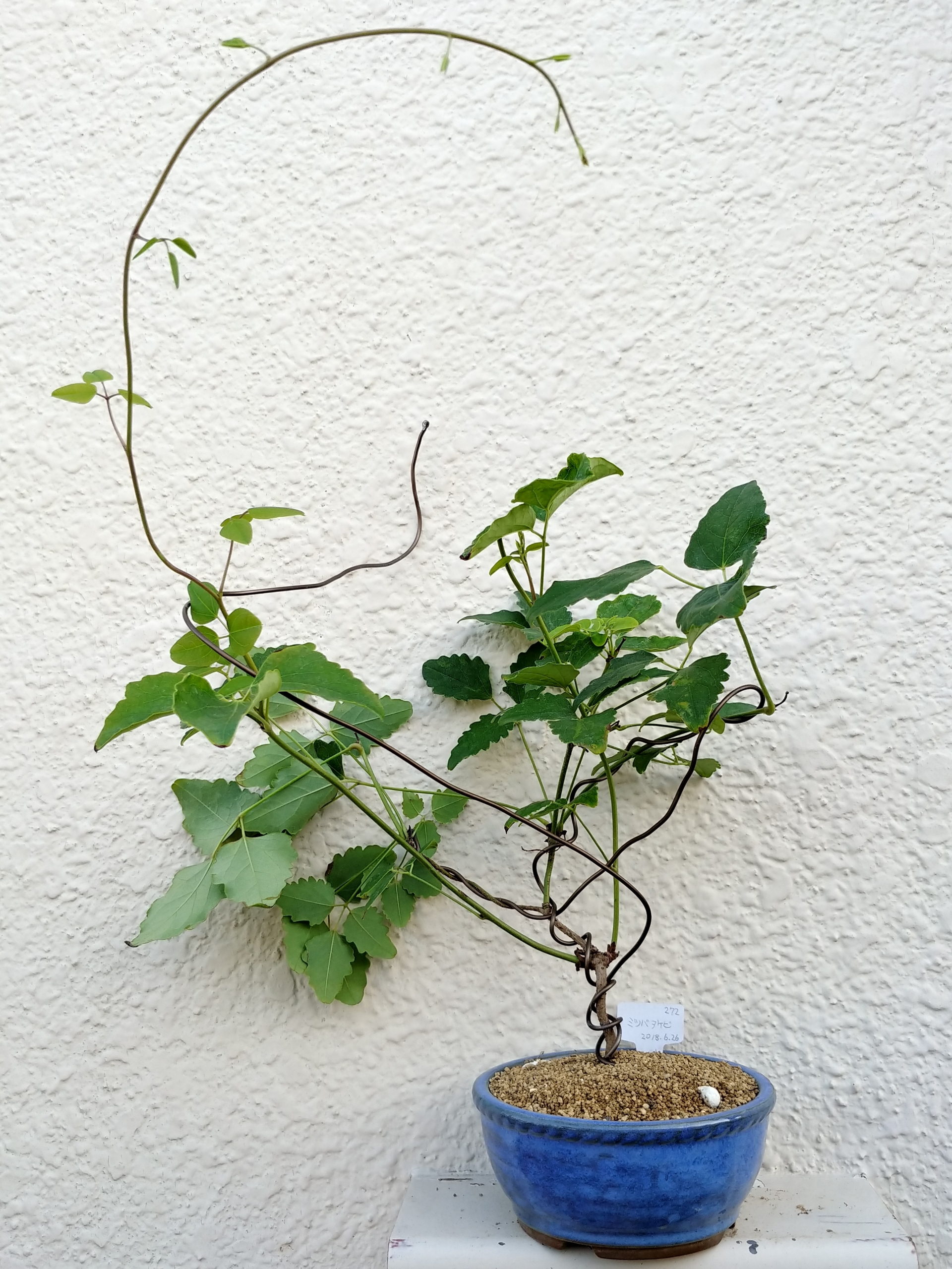 挿し木2年目ミツバアケビ6月 盆栽な感じで 的な