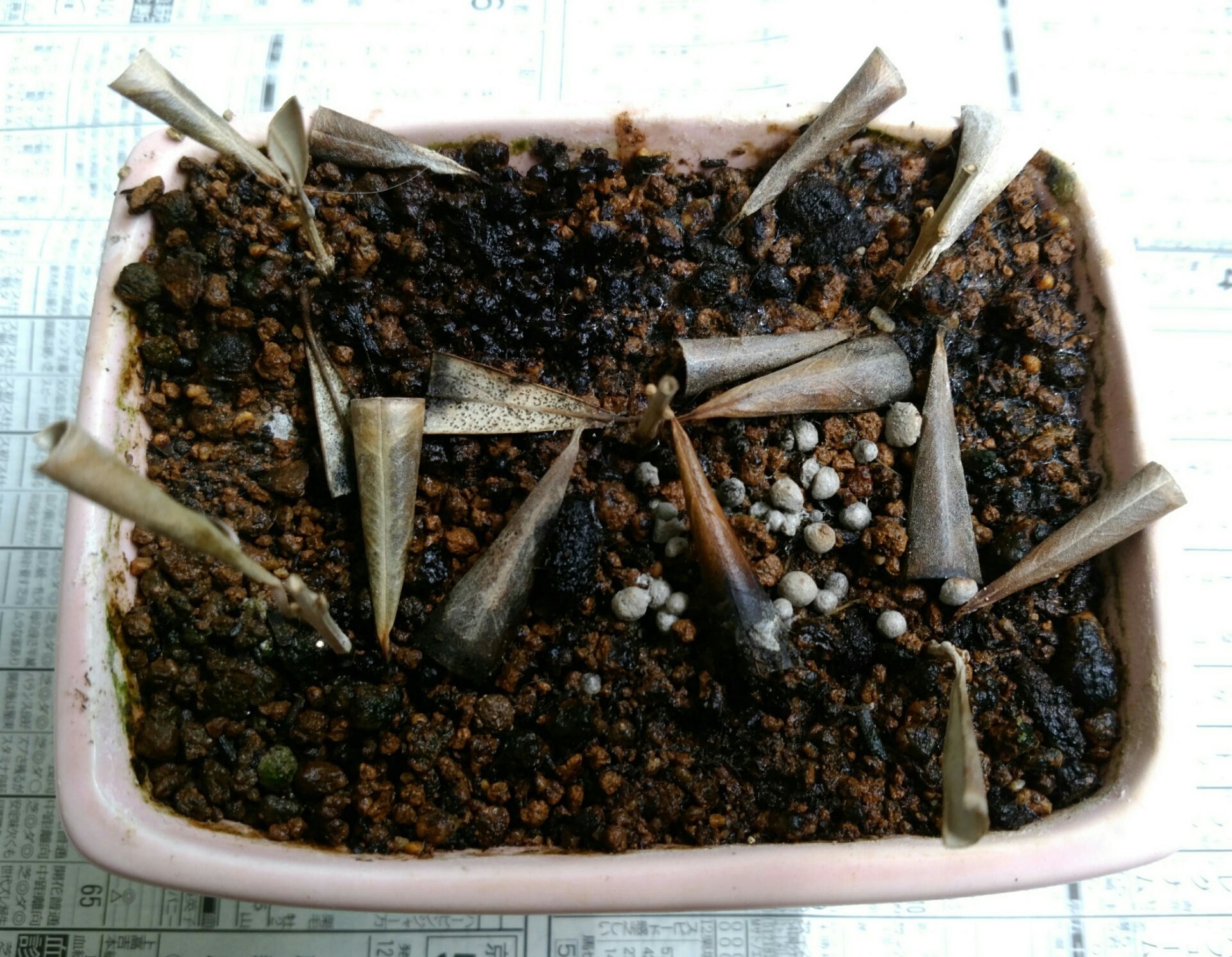 オリーブの挿し木の途中経過 盆栽な感じで 的な