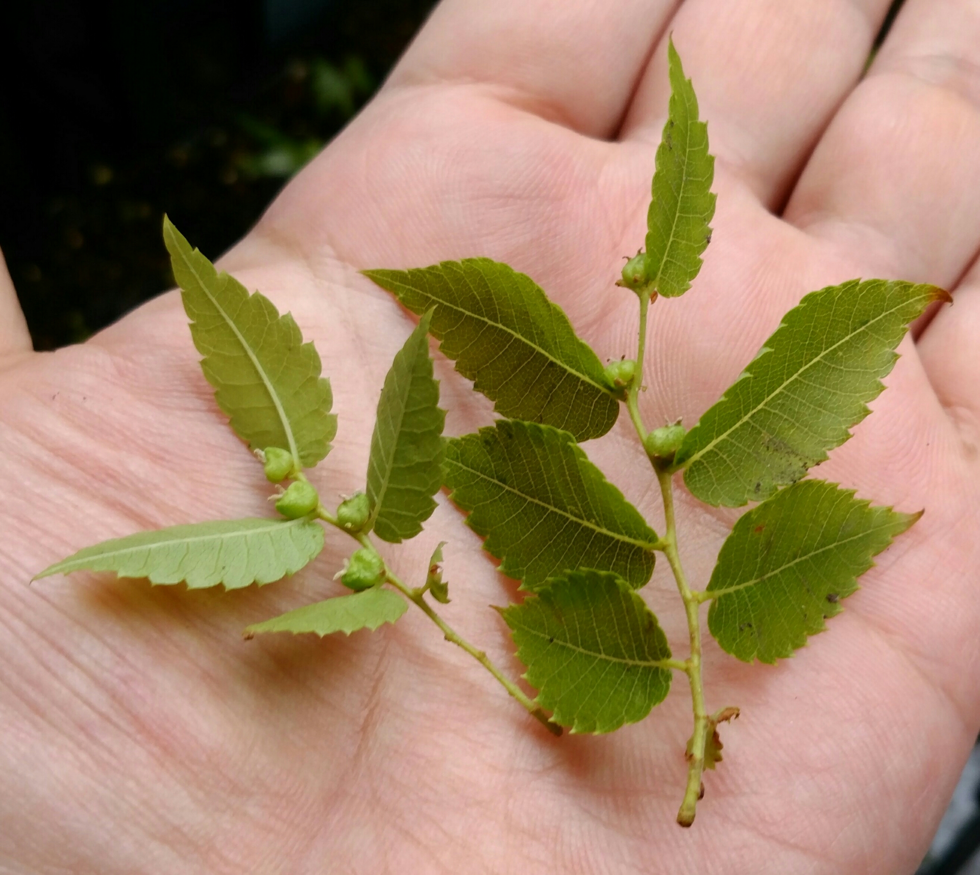 ケヤキの軸切り挿し芽と種 盆栽な感じで 的な ケヤキの軸切り挿し芽と種 盆栽な感じで 的な
