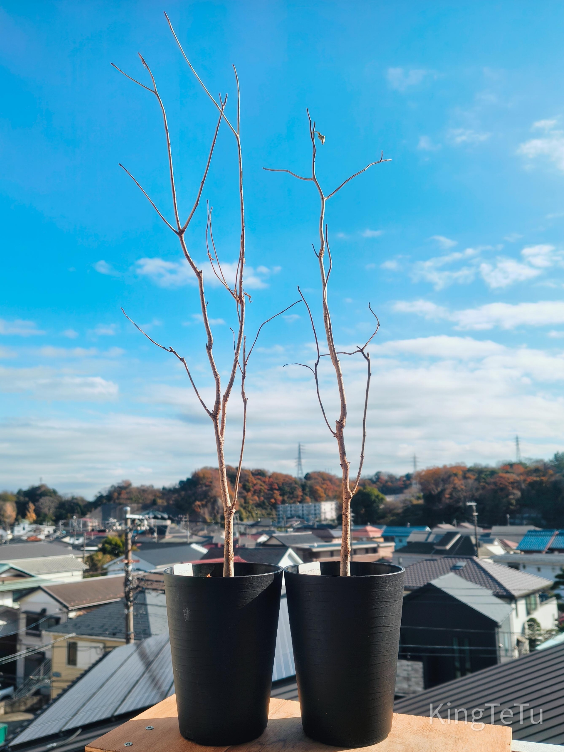 11周年とバオバブについて : 盆栽な感じで…的な！