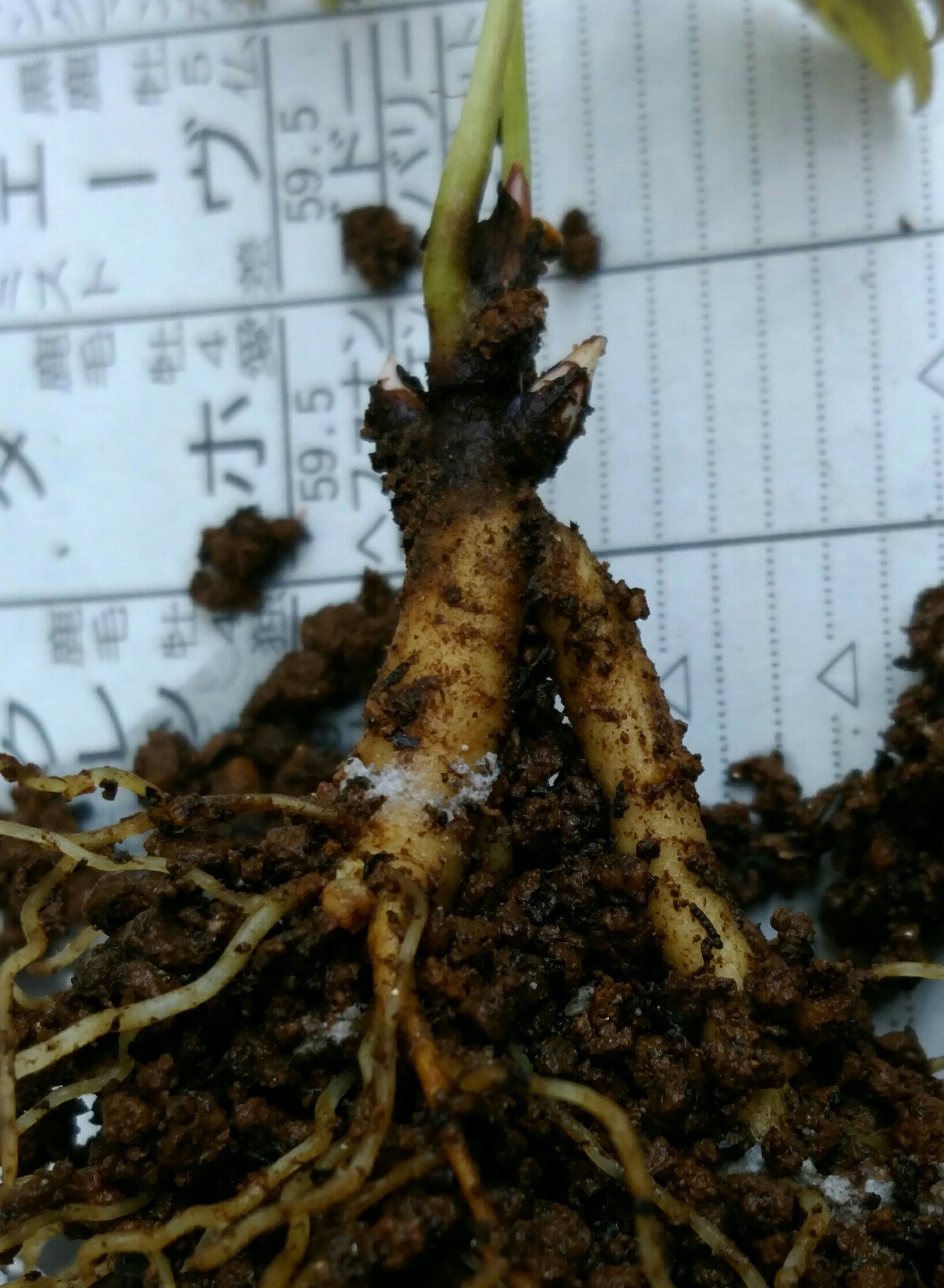 実生1年目牡丹10月植え替え 盆栽な感じで 的な 実生1年目牡丹10月植え替え 盆栽な感じで 的な
