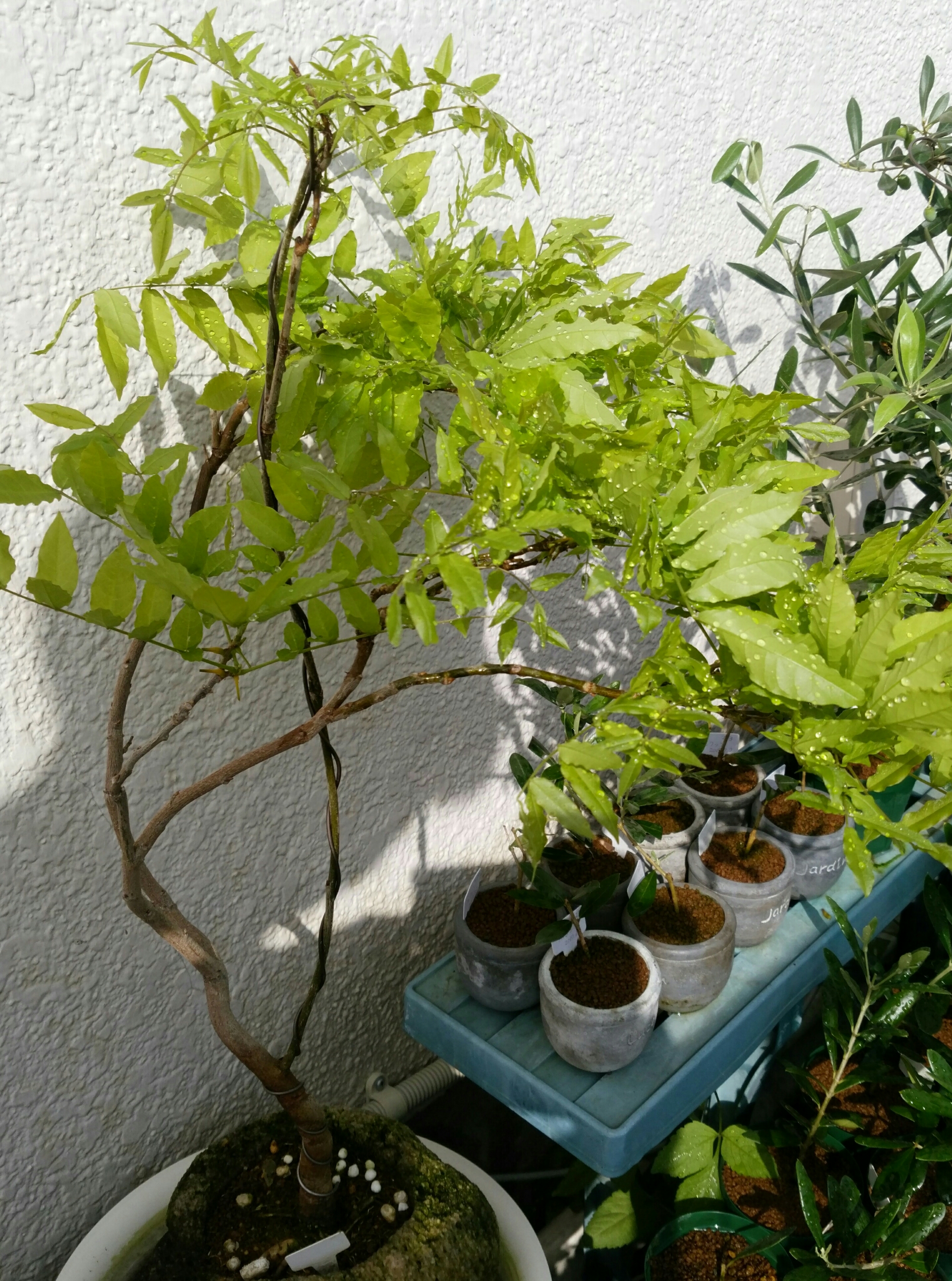 藤の葉刈りその後 盆栽な感じで 的な 藤の葉刈りその後 盆栽な感じで 的な