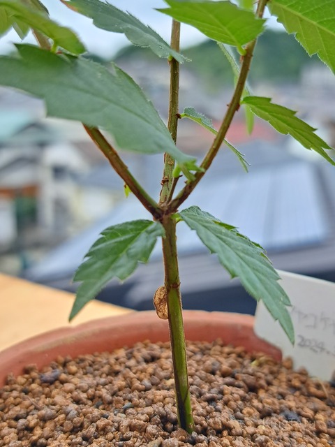 本ケヤキ　実生40年 本ケヤキ 実生40年 ケヤキの盆栽を販売｜父の日プレゼントの