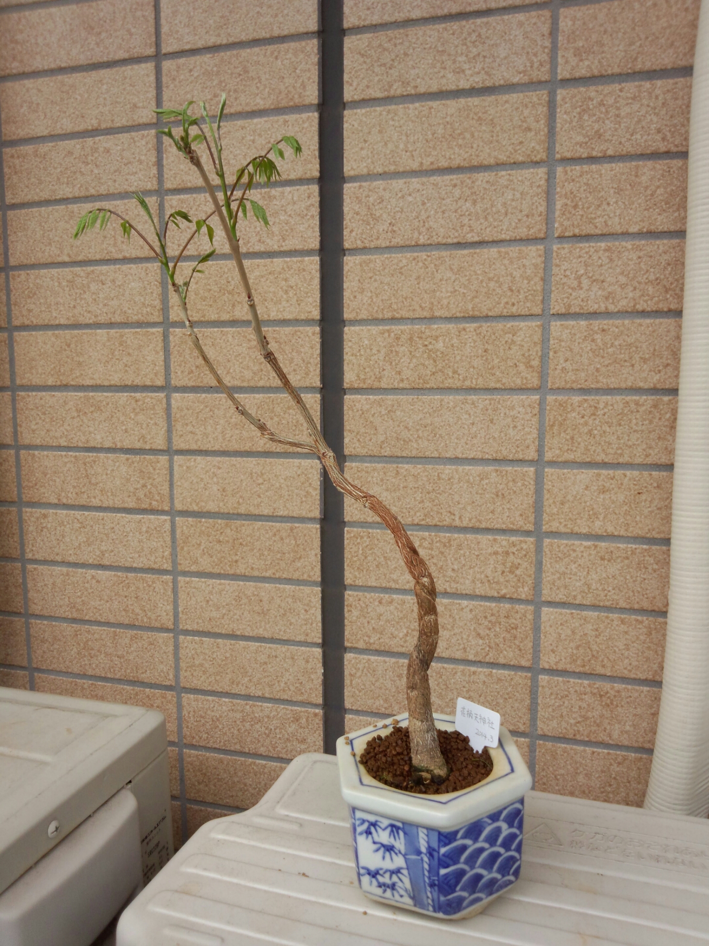 藤の新しい葉っぱ 2 盆栽な感じで 的な 藤の新しい葉っぱ 2 盆栽な感じで 的な