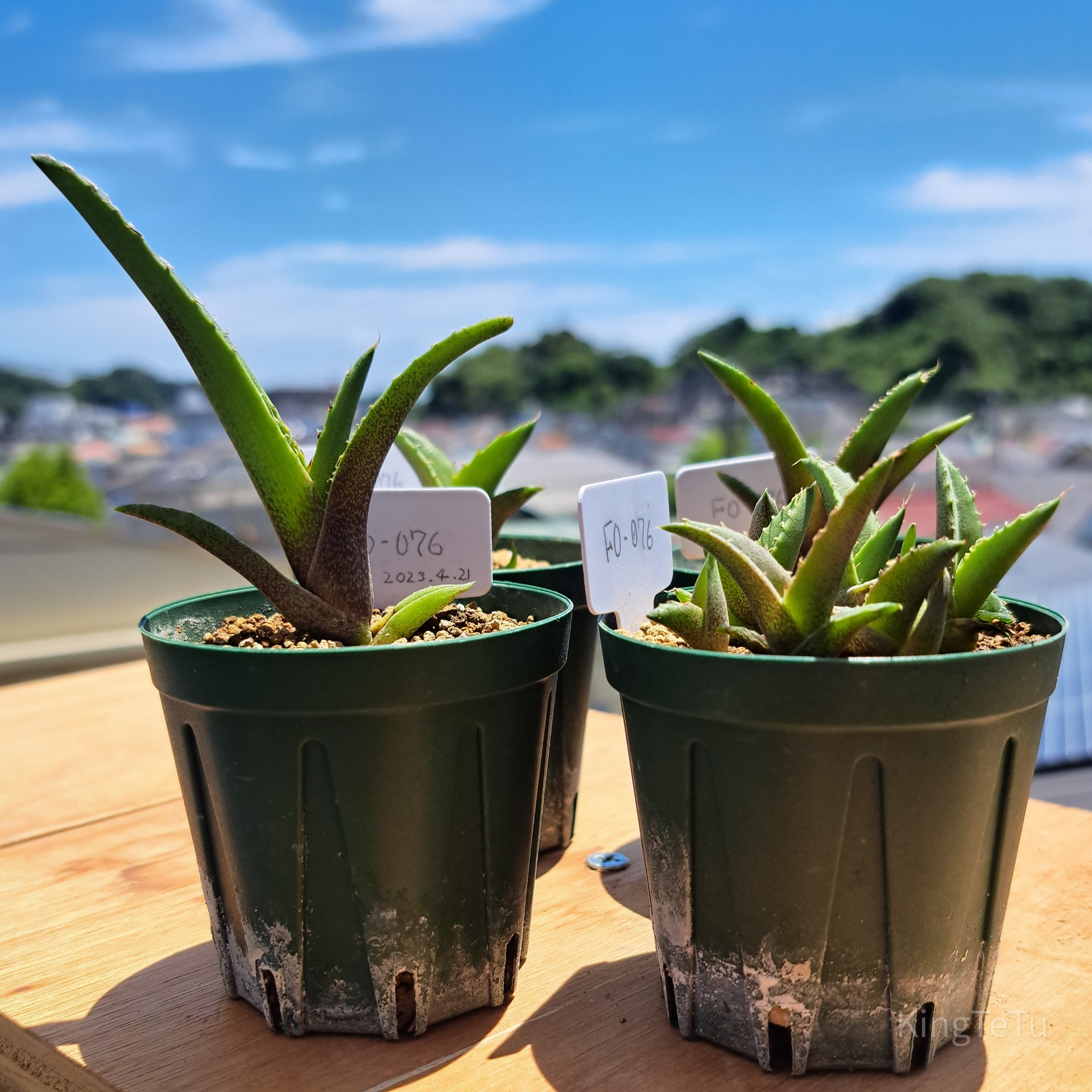 【特選】アガベ　実生　2株セット 実生2年目アガベ6月 : 盆栽な感じで…的な！