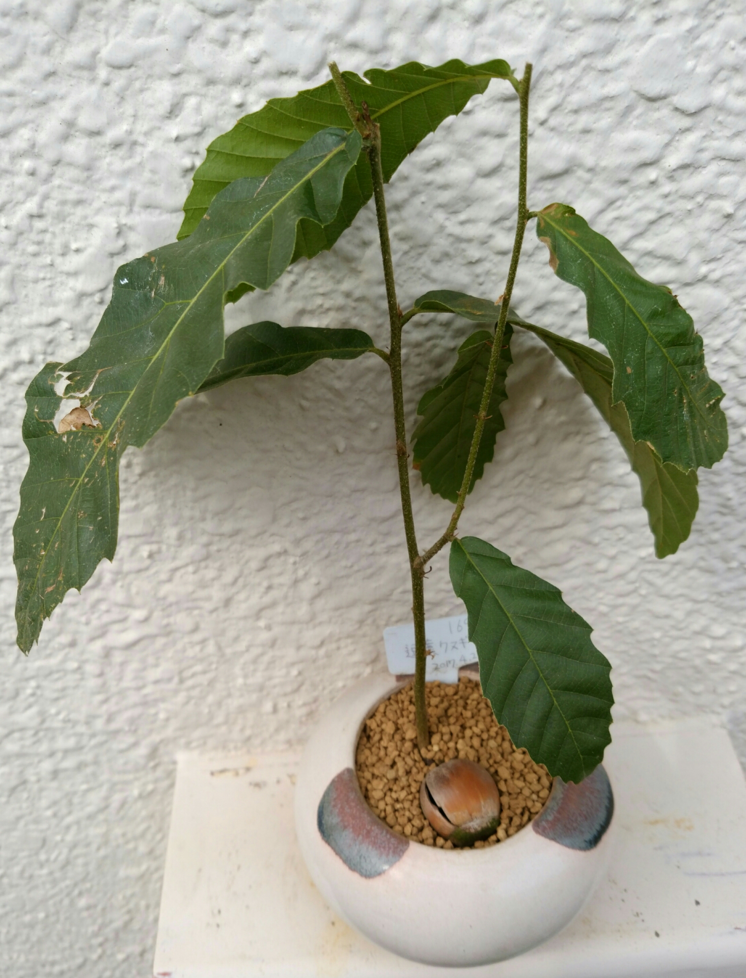 実生1年目クヌギ7月 盆栽な感じで 的な