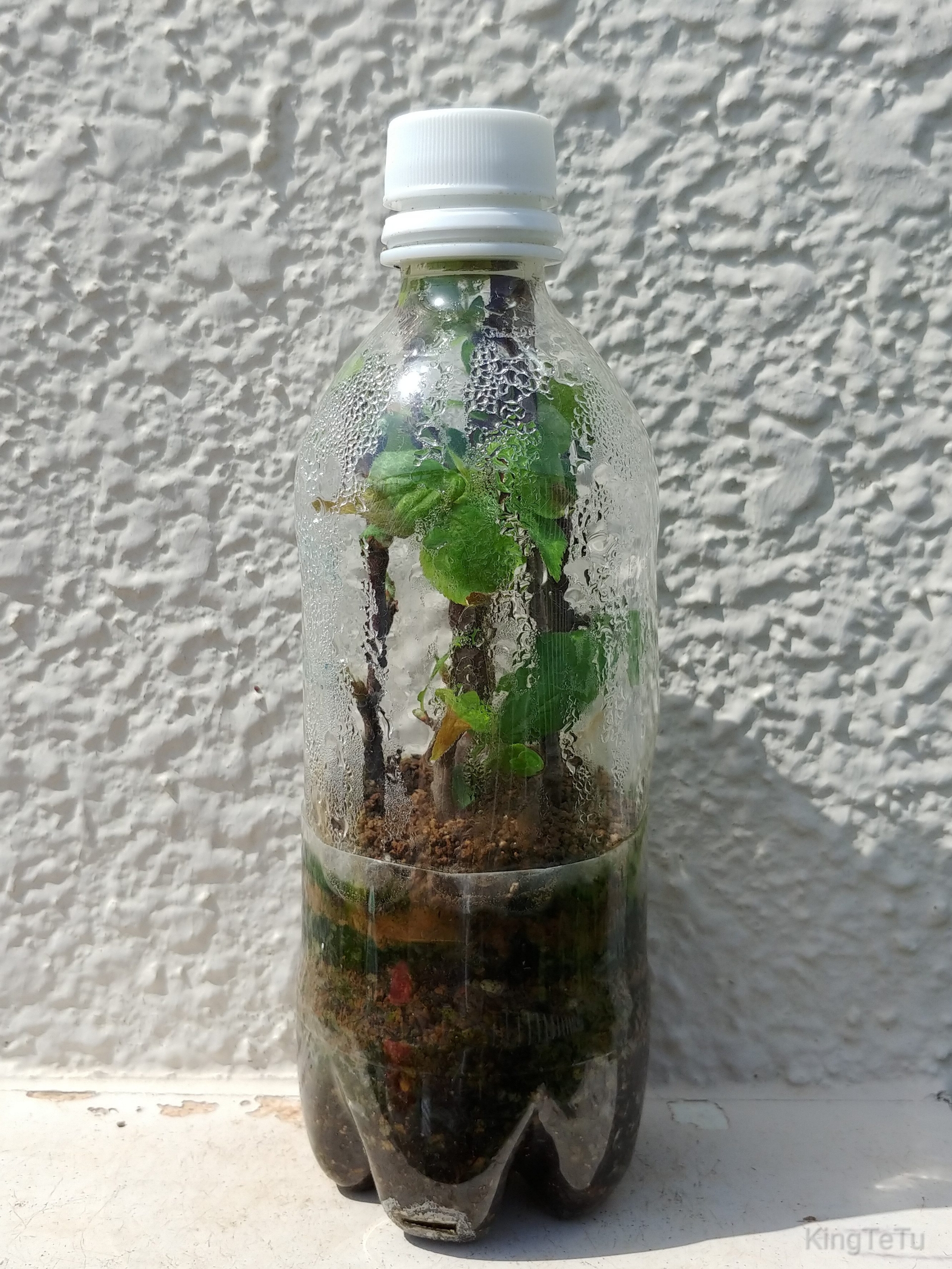 梅の挿し木にチャレンジin21 盆栽な感じで 的な