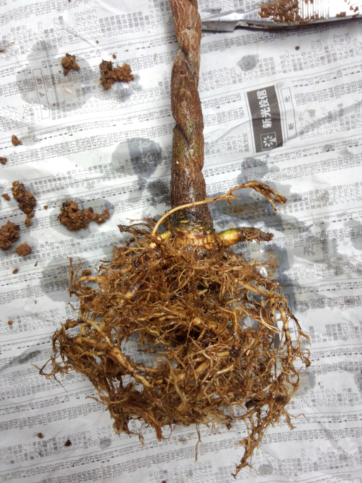 藤の植え替え 1 盆栽な感じで 的な 藤の植え替え 1 盆栽な感じで 的な