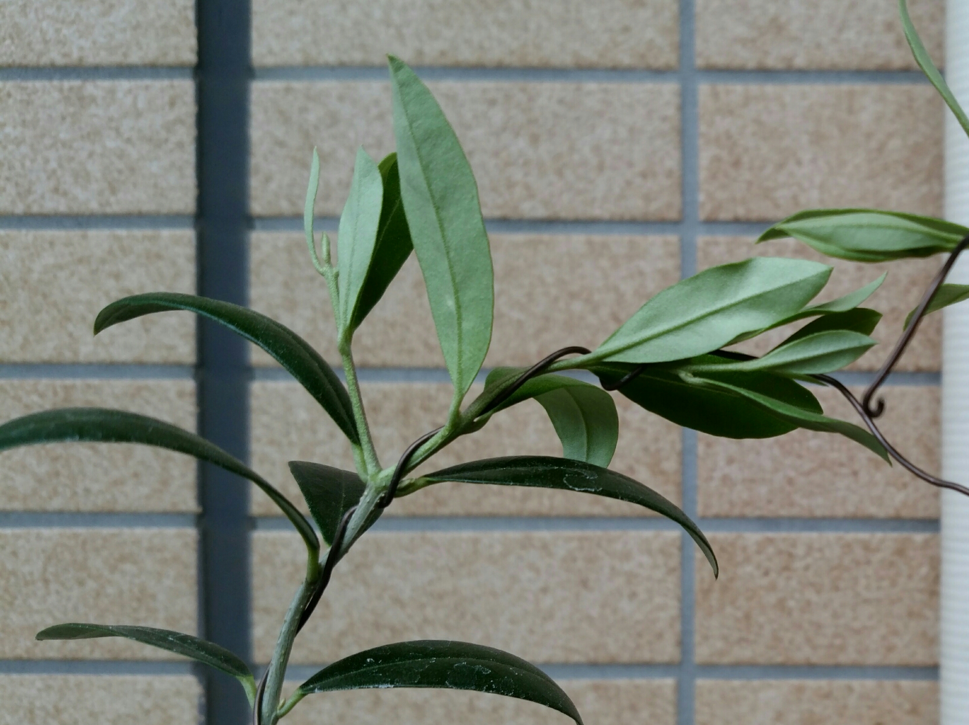 オリーブの樹形ってどうすればいいの 盆栽な感じで 的な オリーブの樹形ってどうすればいいの 盆栽な感じで 的な