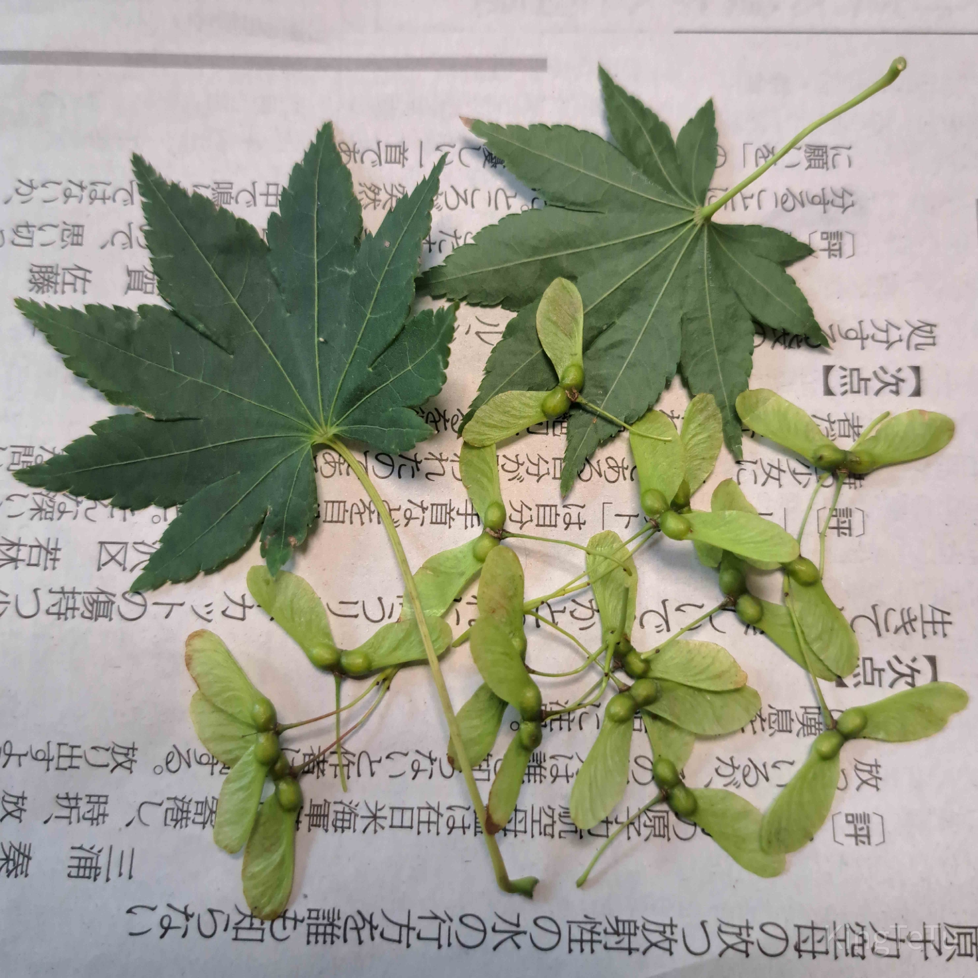 もみじの種について 盆栽な感じで 的な