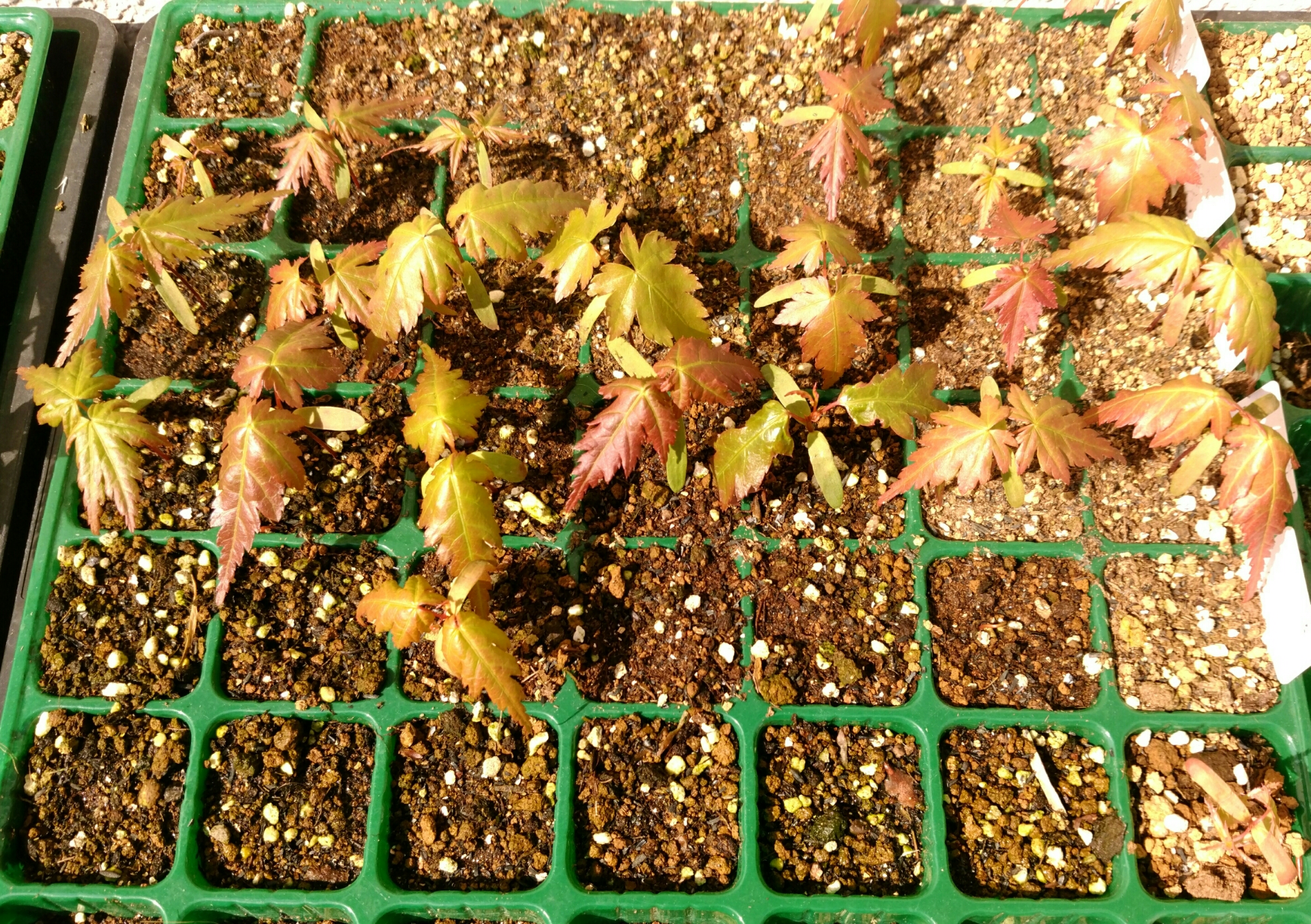 もみじの種蒔き状況 盆栽な感じで 的な