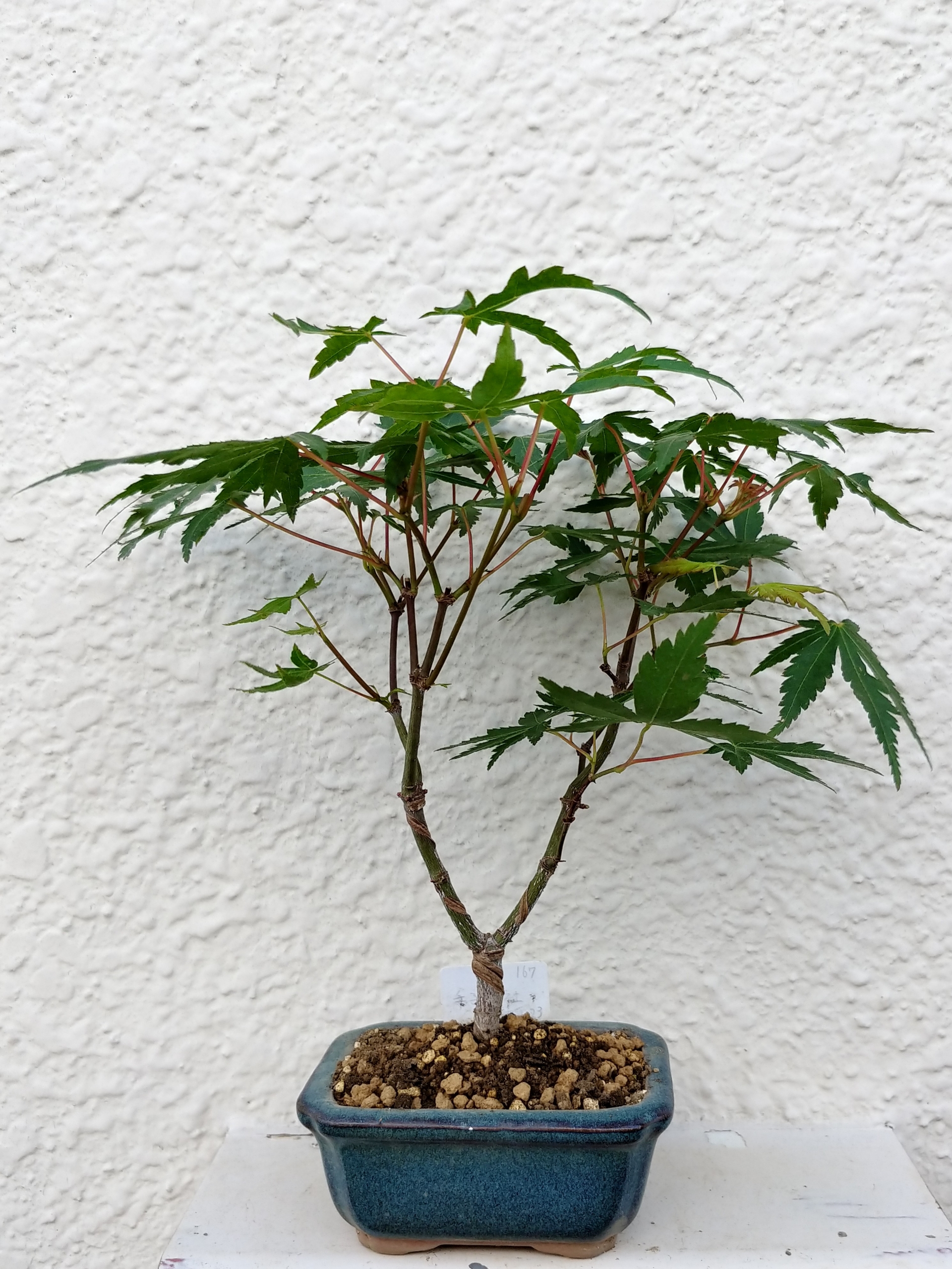 もみじ葉刈り 盆栽な感じで 的な