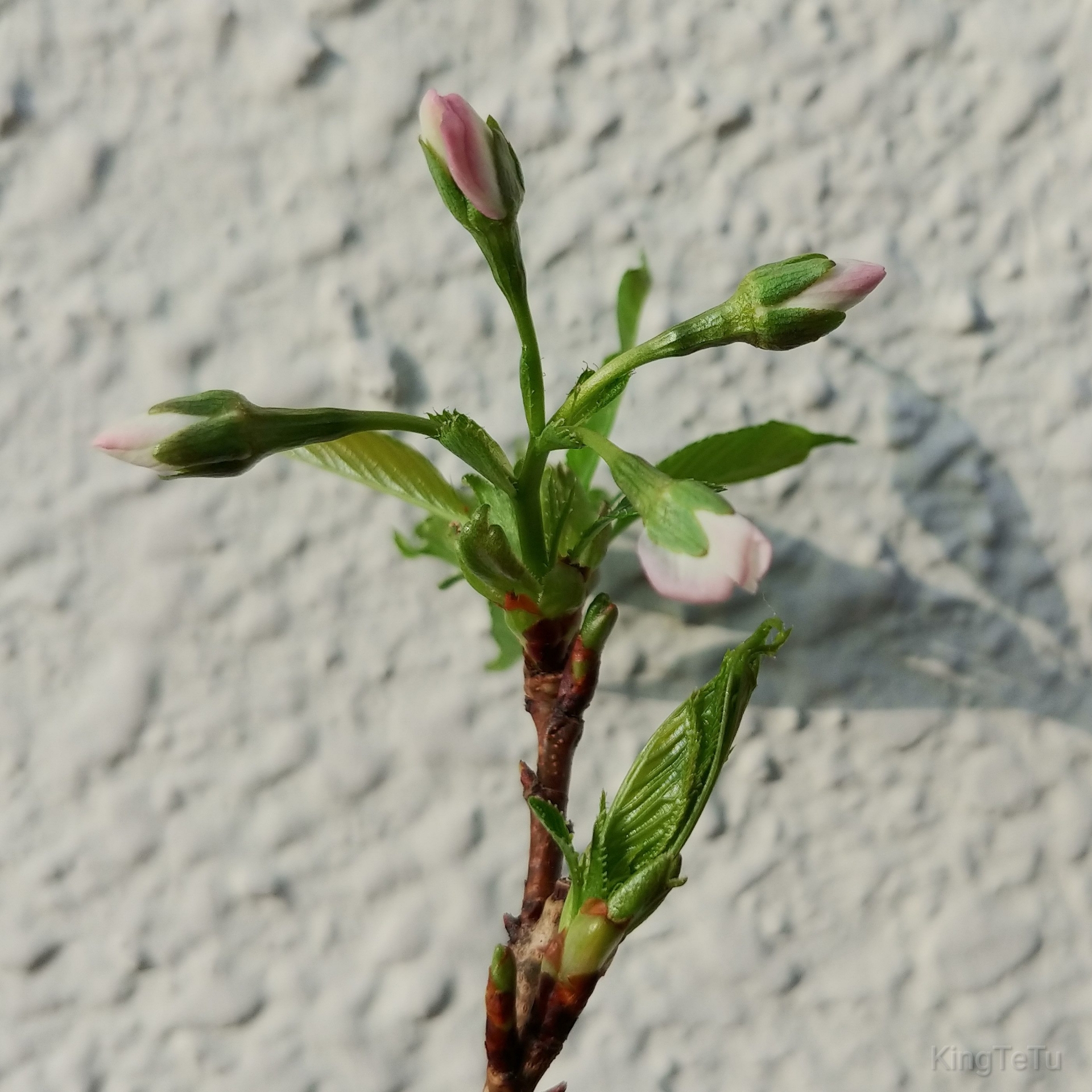 実生3年目桜3月開花 盆栽な感じで 的な 実生3年目桜3月開花 盆栽な感じで 的な