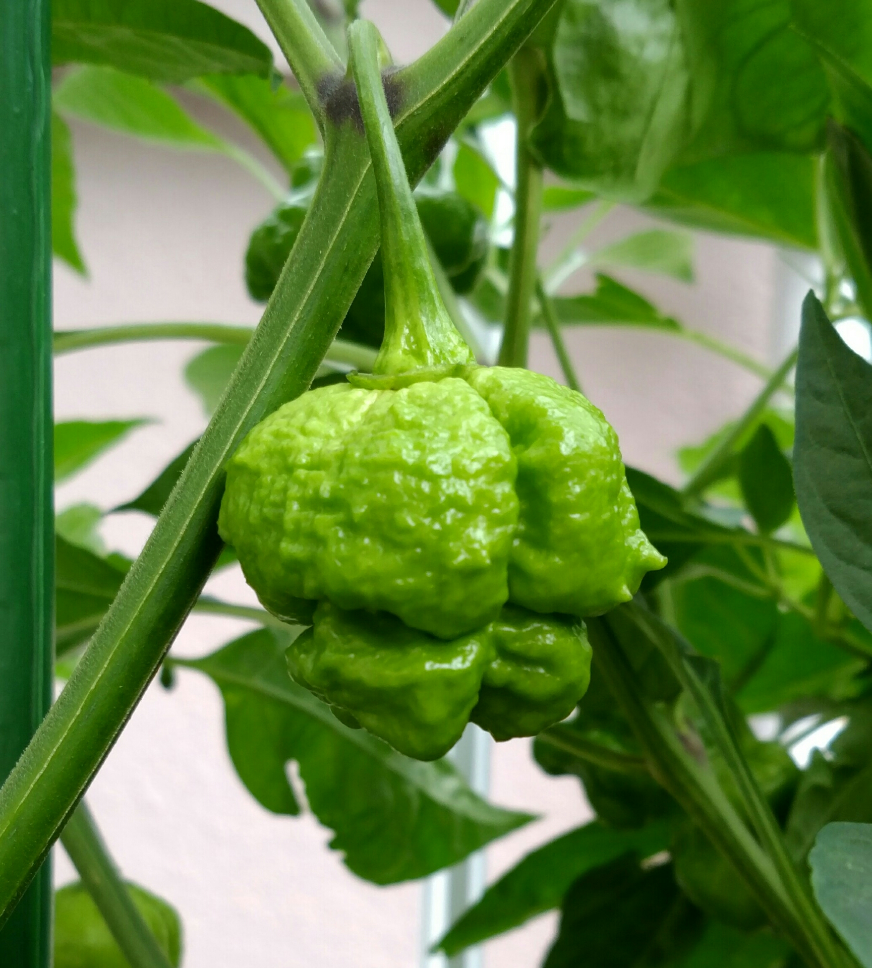 唐辛子の実が色々 盆栽な感じで 的な