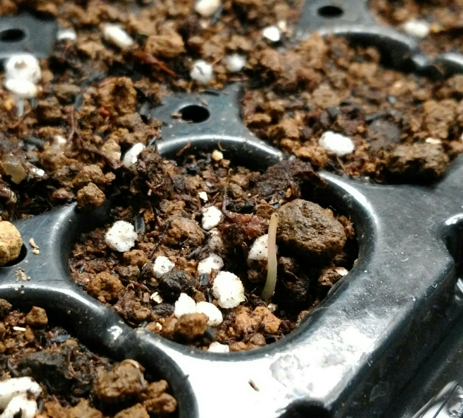 1月なのにもみじの種が発芽した 盆栽な感じで 的な