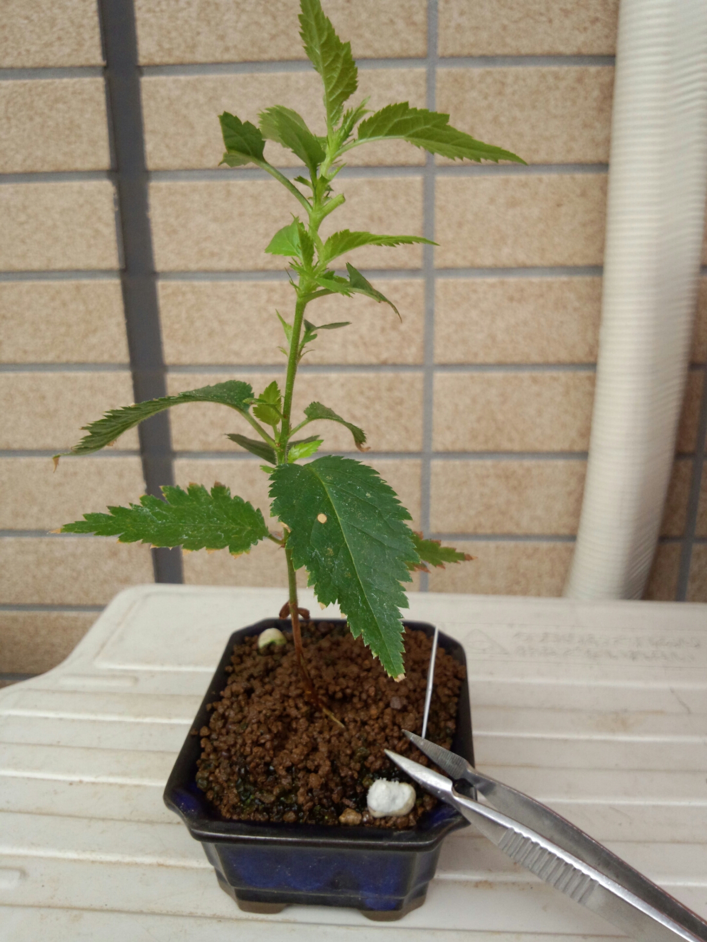 実生 桜 1年目 植え替え 盆栽な感じで 的な