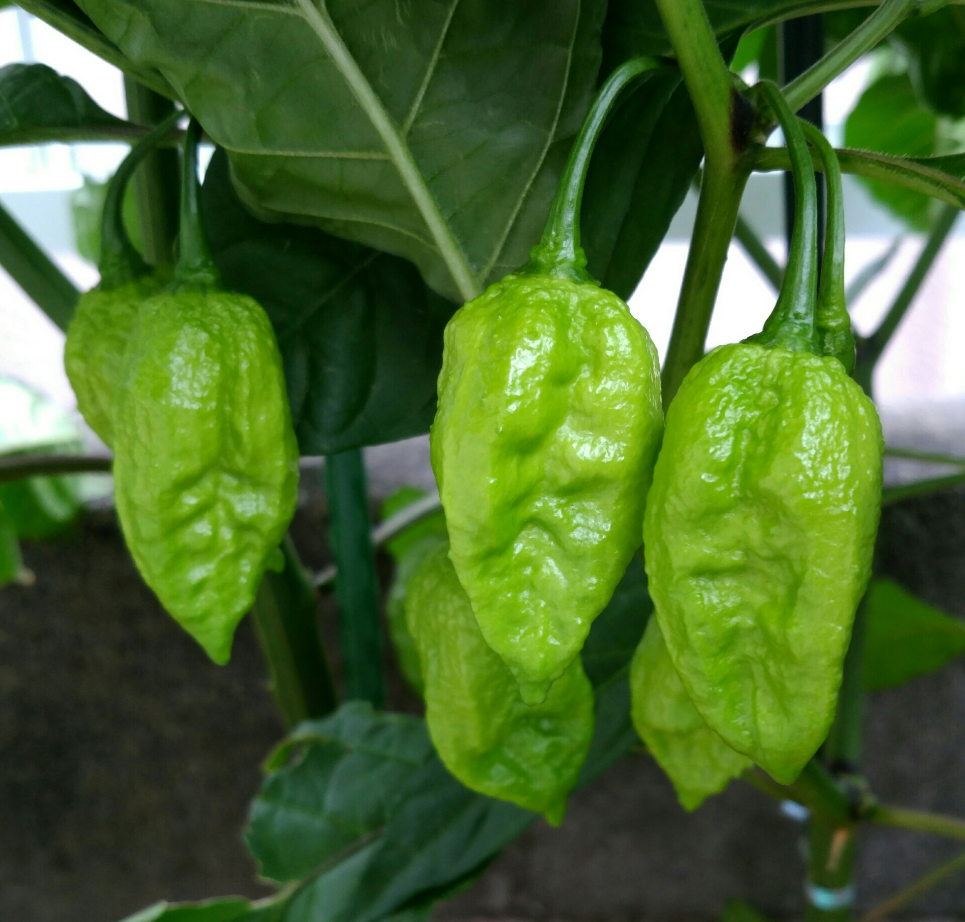 唐辛子の実が色々 盆栽な感じで 的な