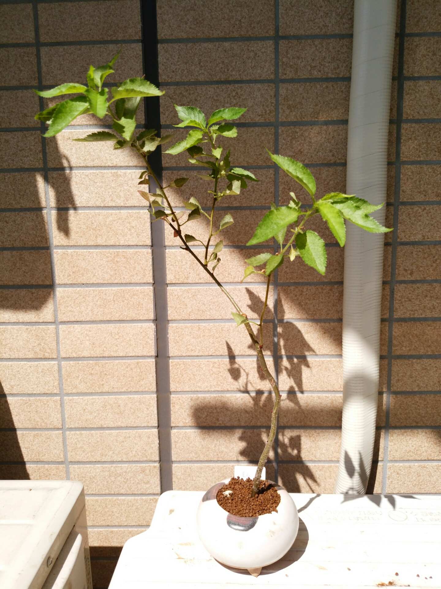 実生 桜 2年目 針金 盆栽な感じで 的な 実生 桜 2年目 針金 盆栽な感じで 的な