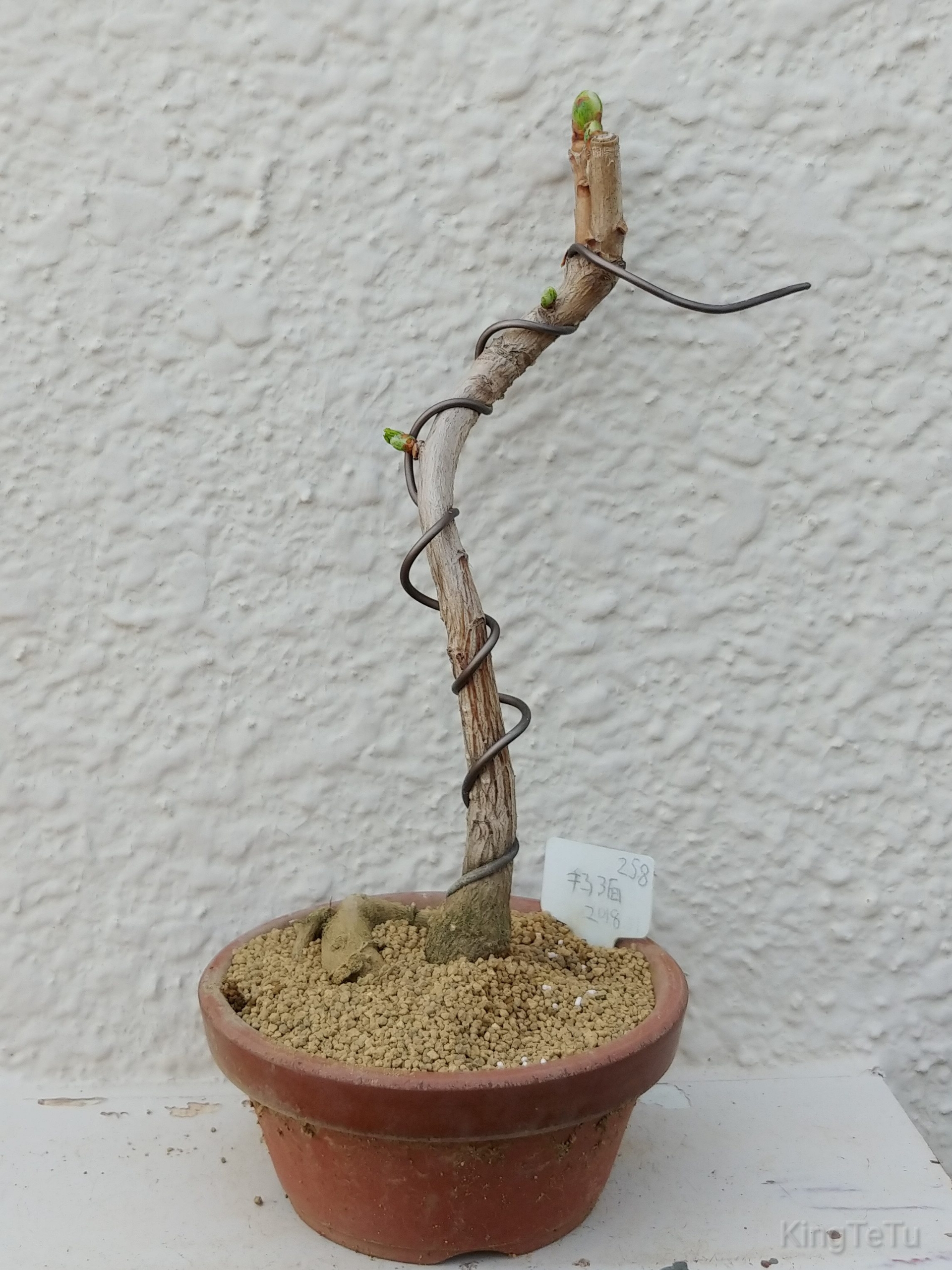 実生3年目イチョウ4月 盆栽な感じで 的な