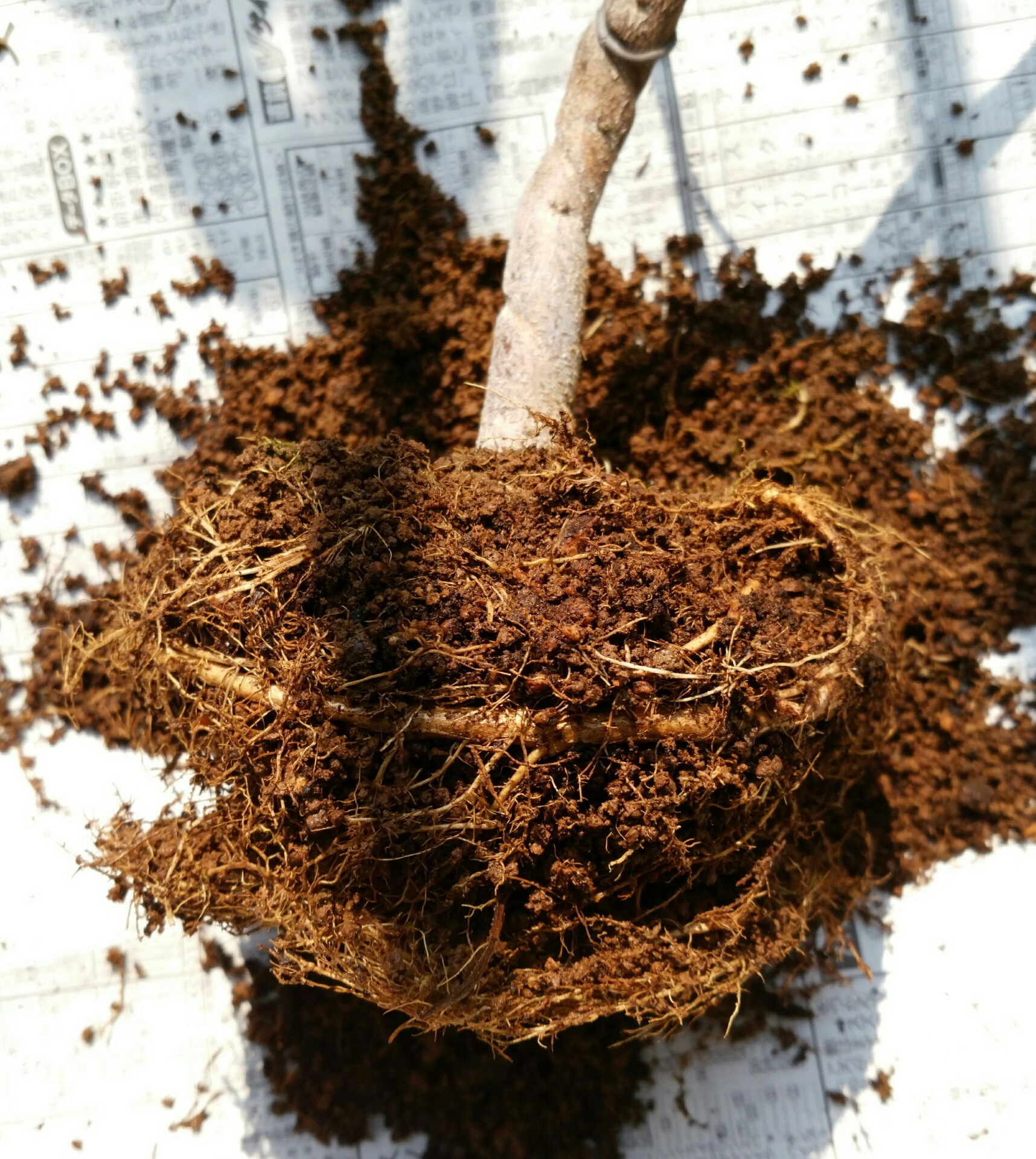 実生3年目藤3月植え替え 盆栽な感じで 的な 実生3年目藤3月植え替え 盆栽な感じで 的な