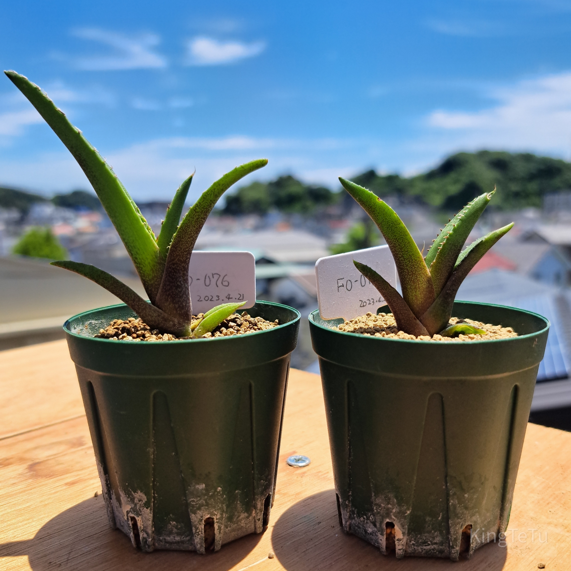 実生2年目アガベ6月 : 盆栽な感じで…的な！