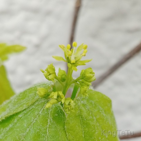 グレー エレガントローズ Diy Com 通販 廊下敷 80 180cm 廊下マット 廊下用マット 廊下マット 廊下敷