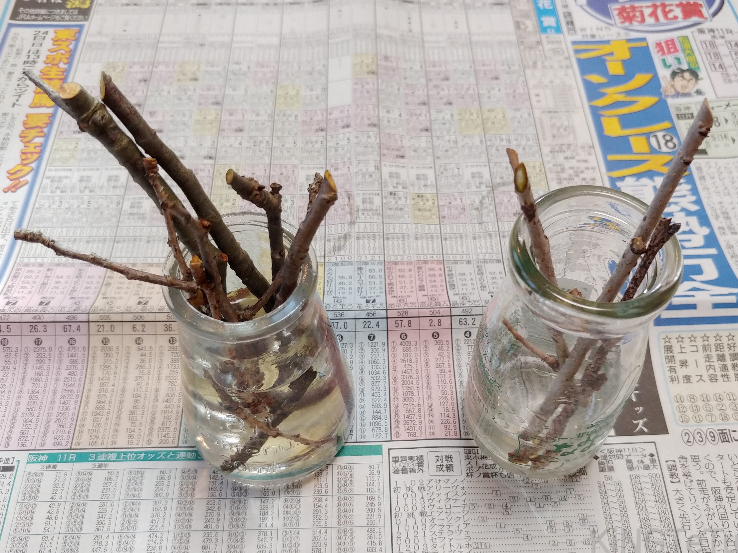 十月桜の挿し木について 盆栽な感じで 的な