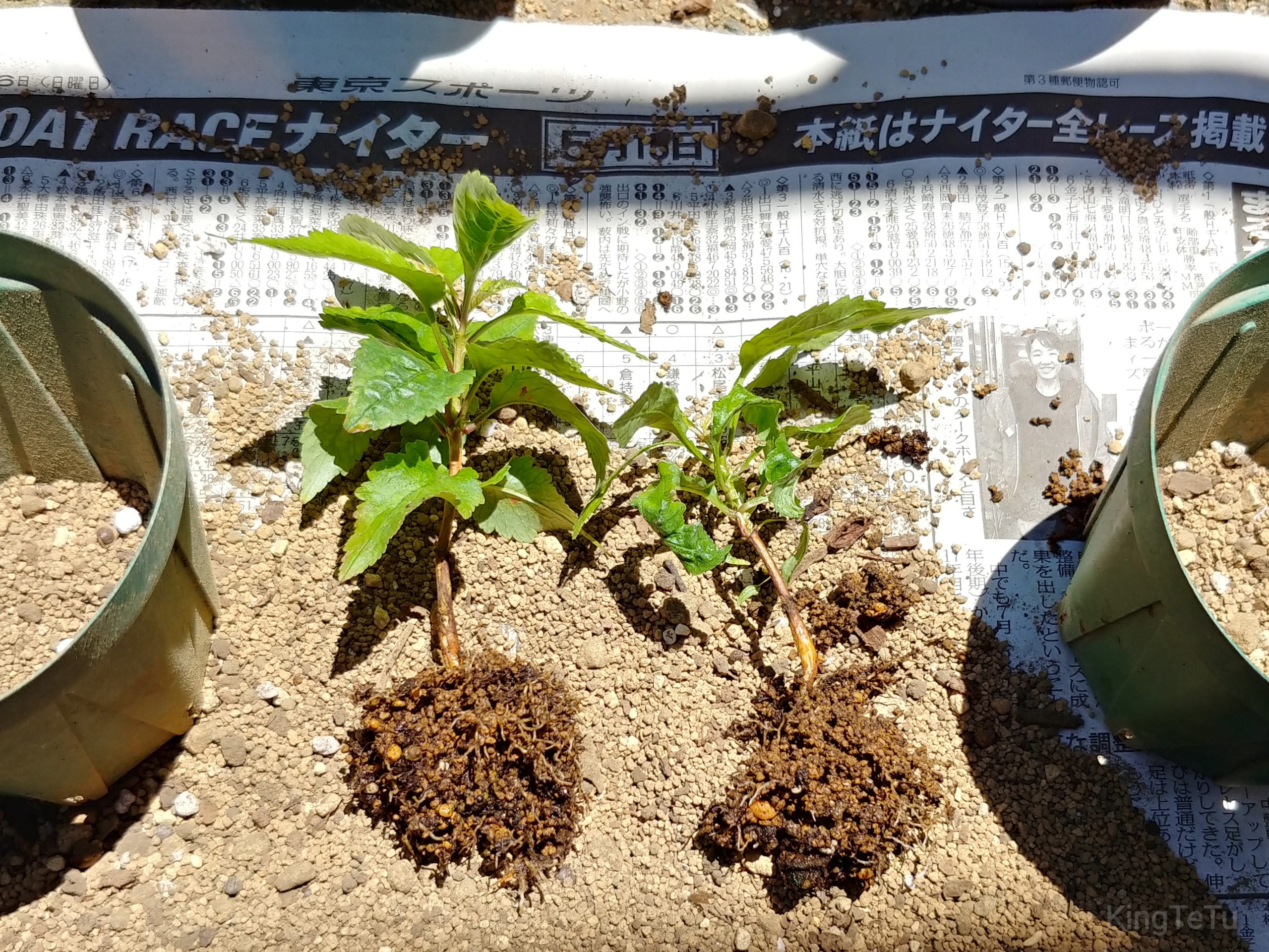 実生1年目アメリカンチェリー植え替え 盆栽な感じで 的な 実生1年目アメリカンチェリー植え替え 盆栽な感じで 的な