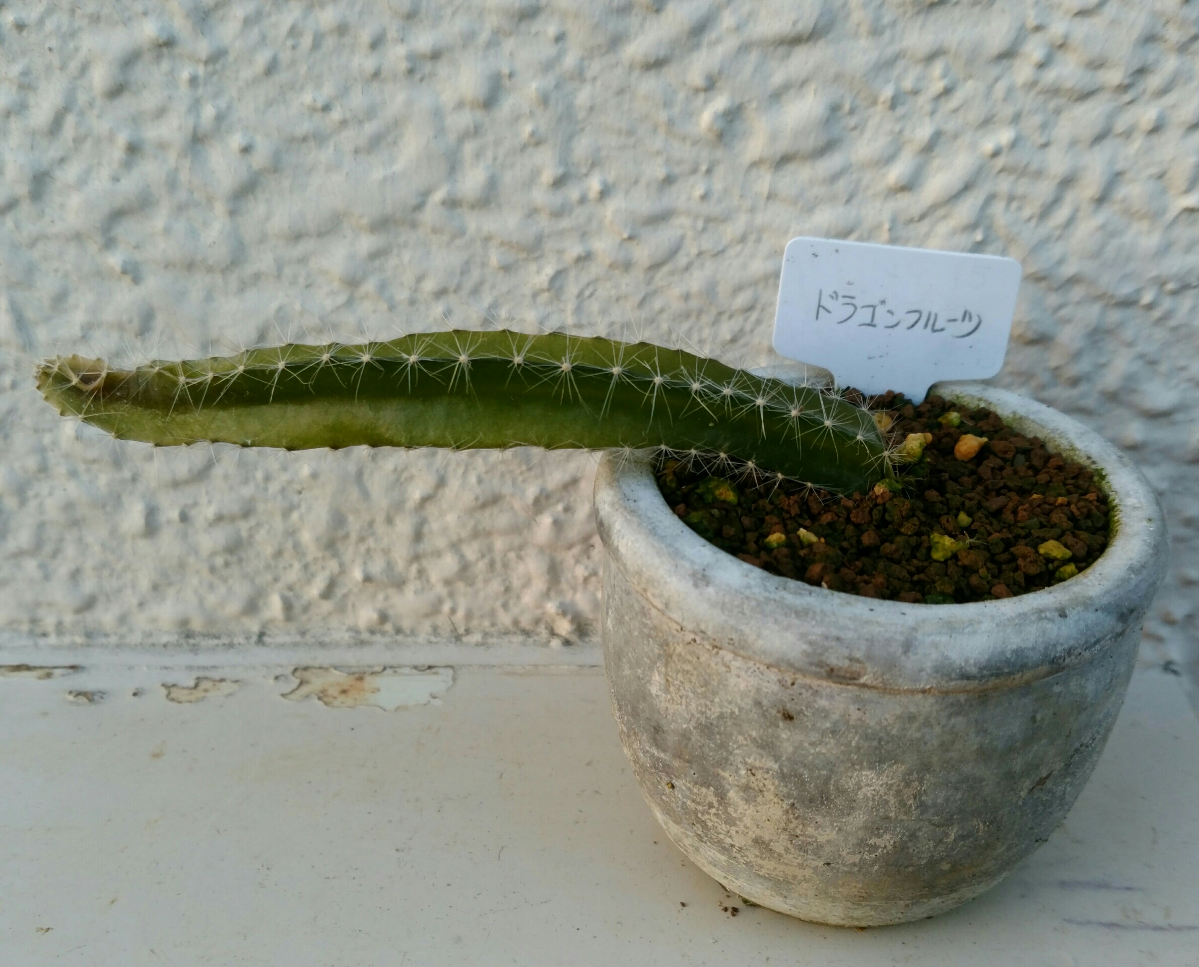 実生2年目ドラゴンフルーツ1月 盆栽な感じで 的な