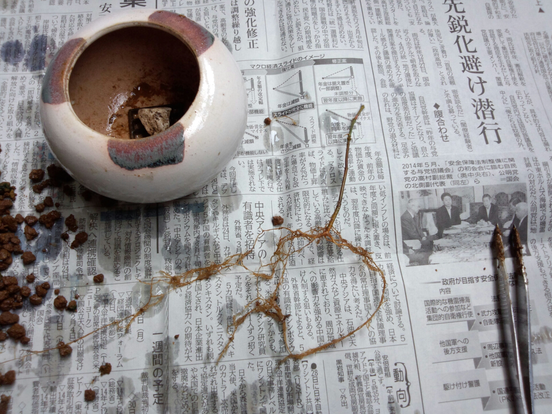 もみじの植え替え 2 盆栽な感じで 的な