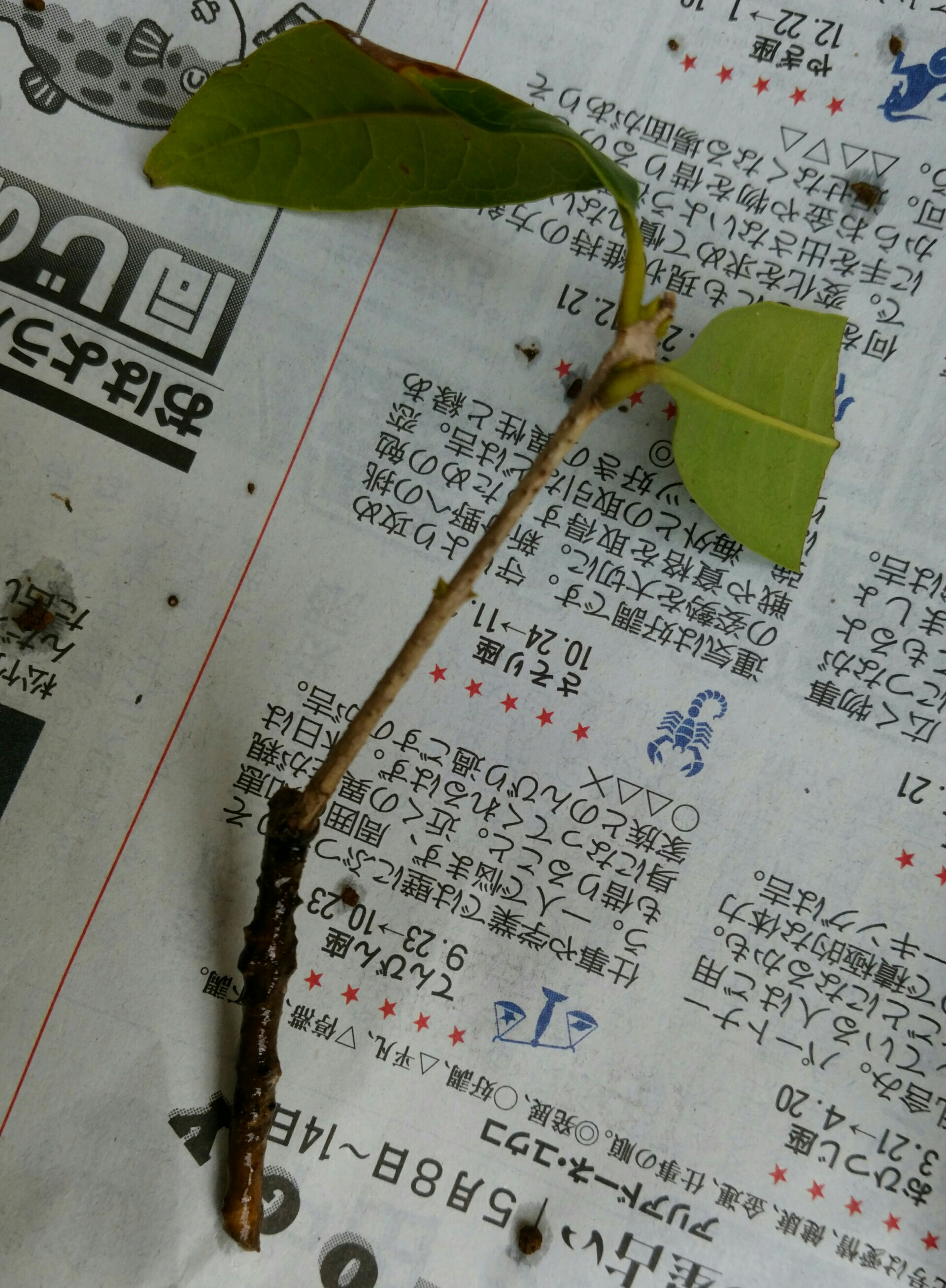 キンモクセイの挿し木の途中経過 盆栽な感じで 的な