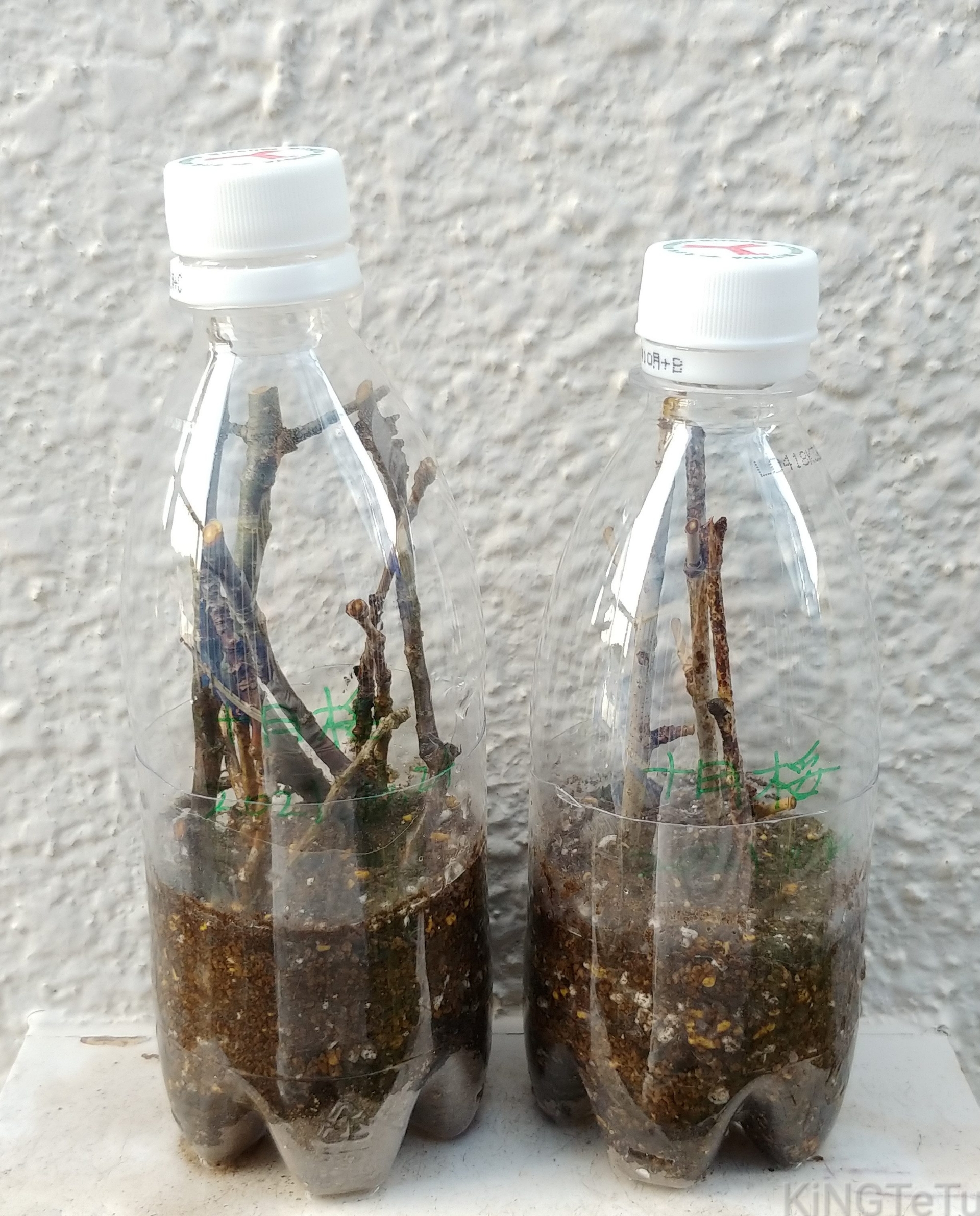 十月桜の挿し木について 盆栽な感じで 的な