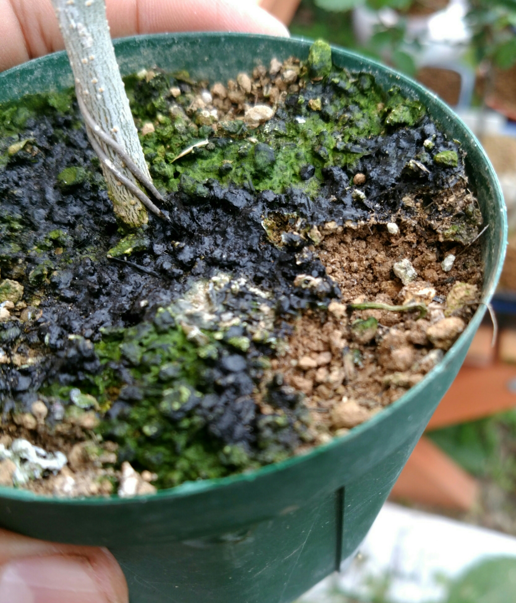 オリーブいっぱい 盆栽な感じで 的な オリーブいっぱい 盆栽な感じで 的な