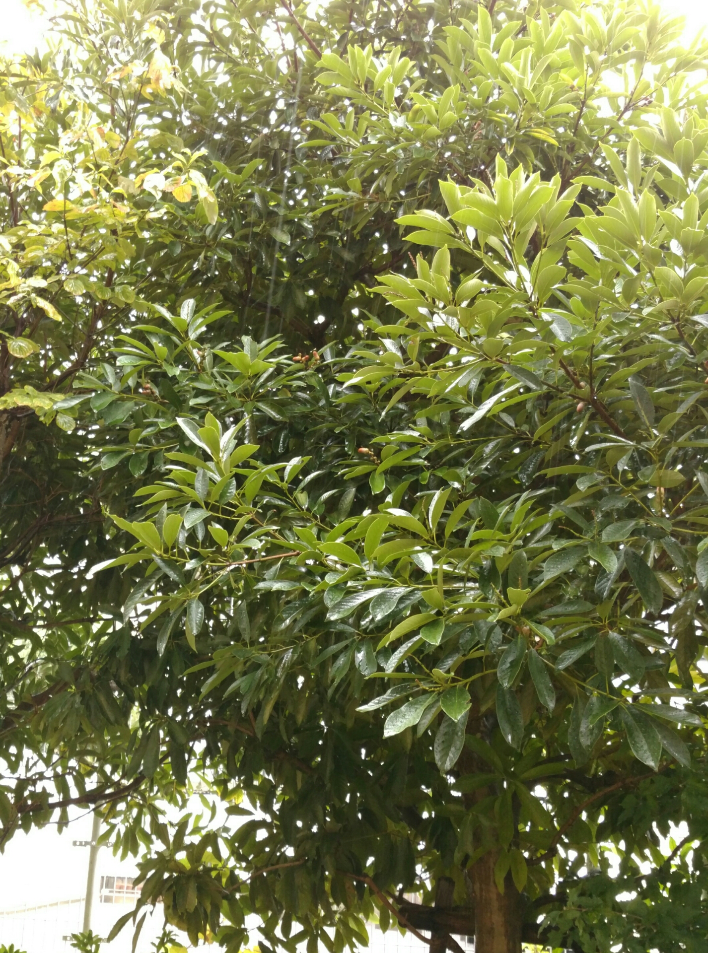 クヌギのどんぐり 盆栽な感じで 的な