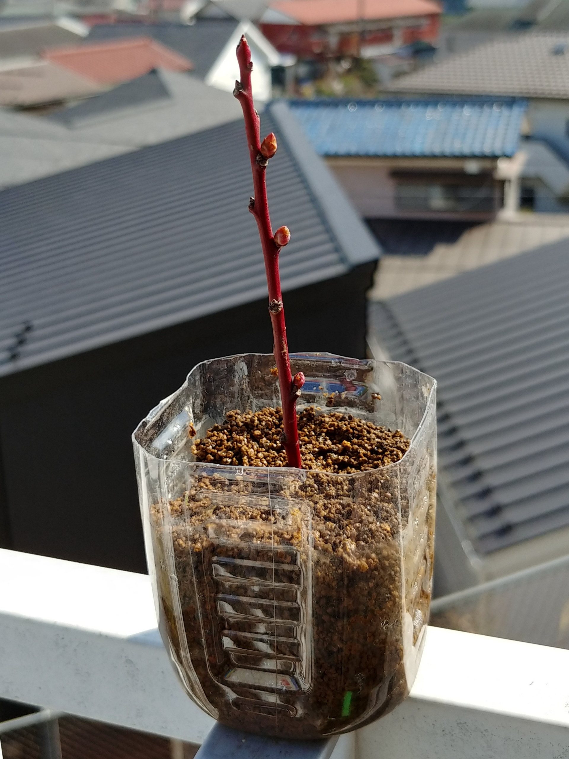 梅の挿し木にチャレンジ 盆栽な感じで 的な 梅の挿し木にチャレンジ 盆栽な感じで 的な