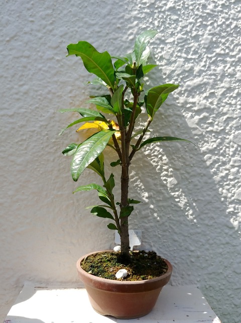 盆栽な感じで 的な