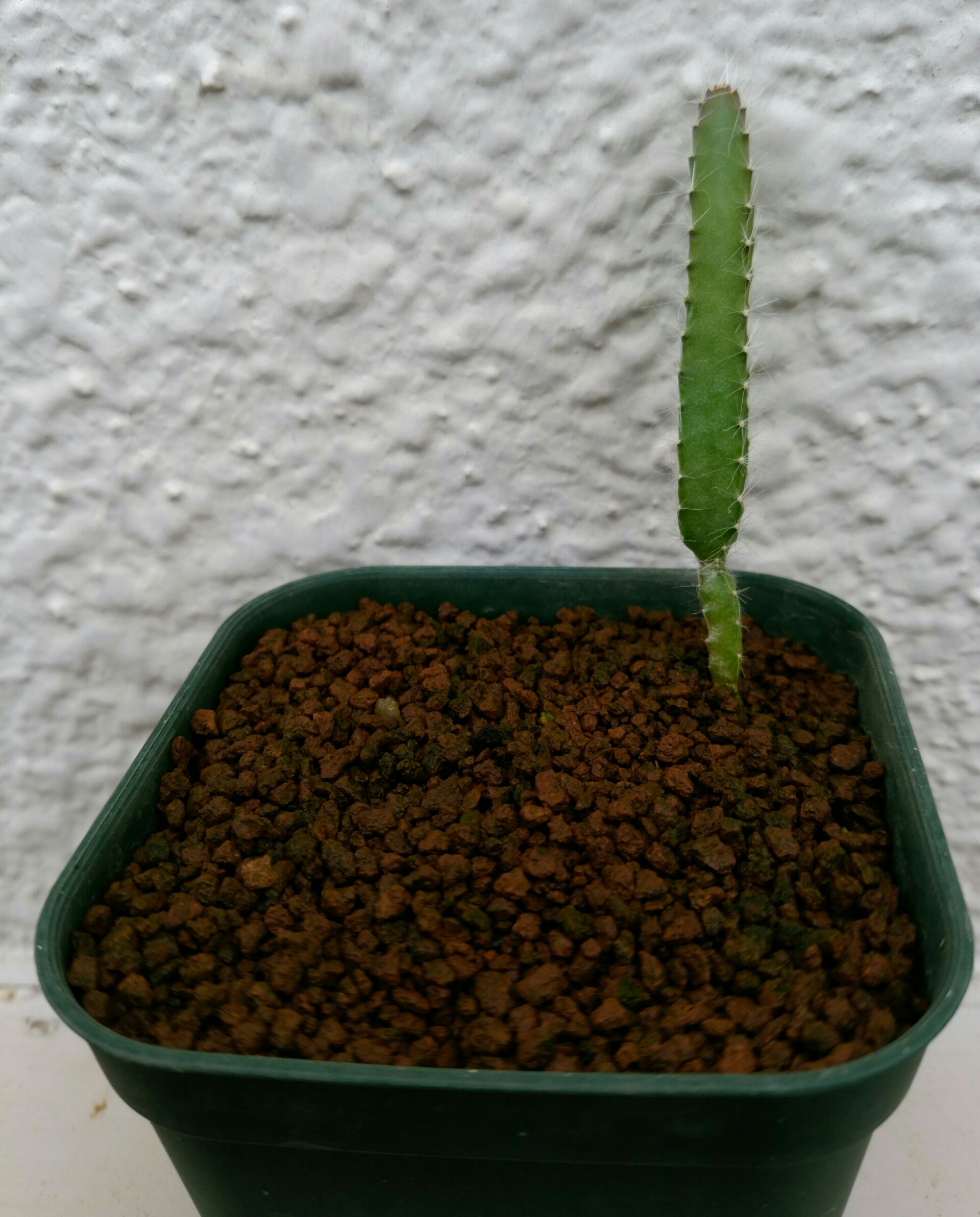 実生2年目ドラゴンフルーツ8月 盆栽な感じで 的な