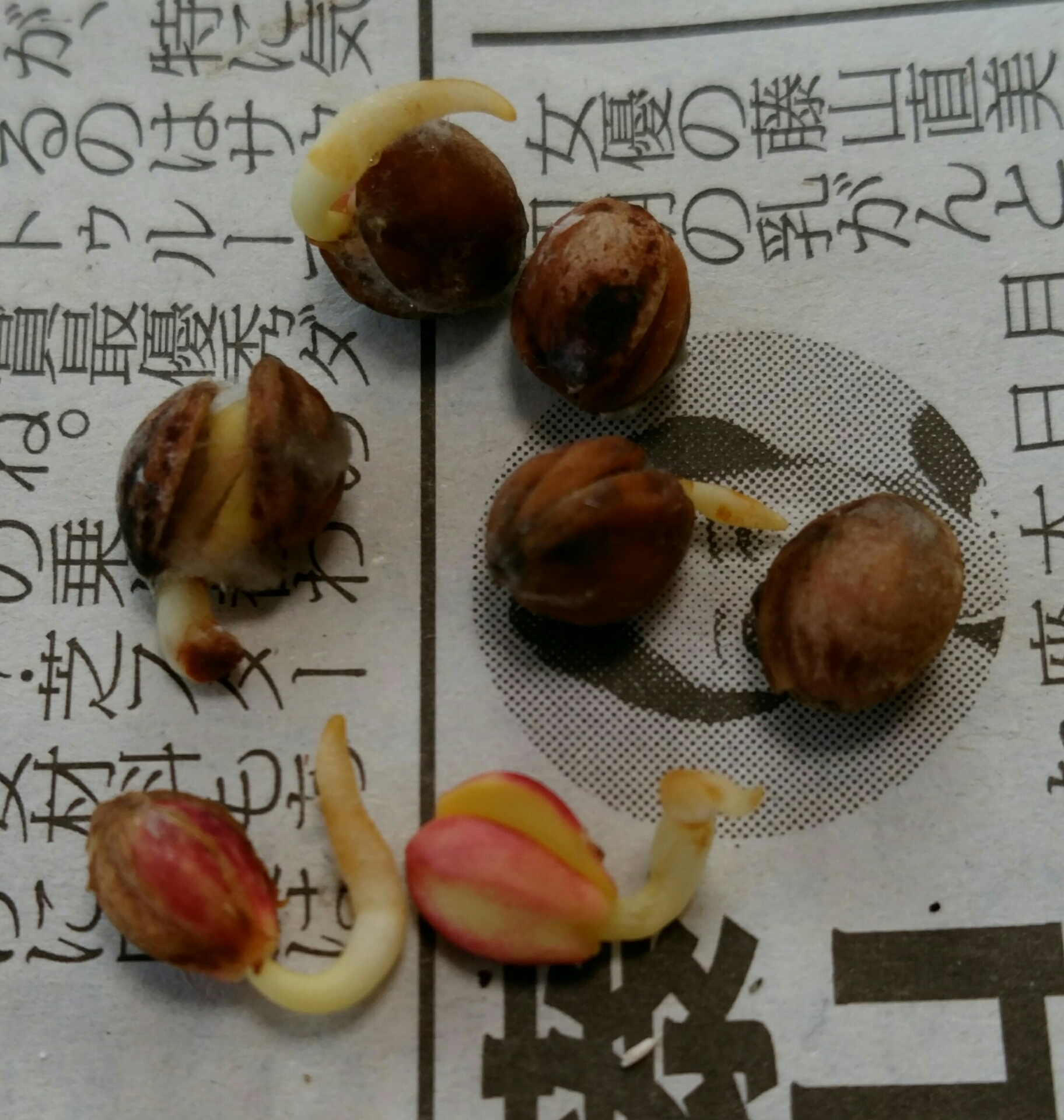 17年桜の種蒔き 盆栽な感じで 的な 17年桜の種蒔き 盆栽な感じで 的な
