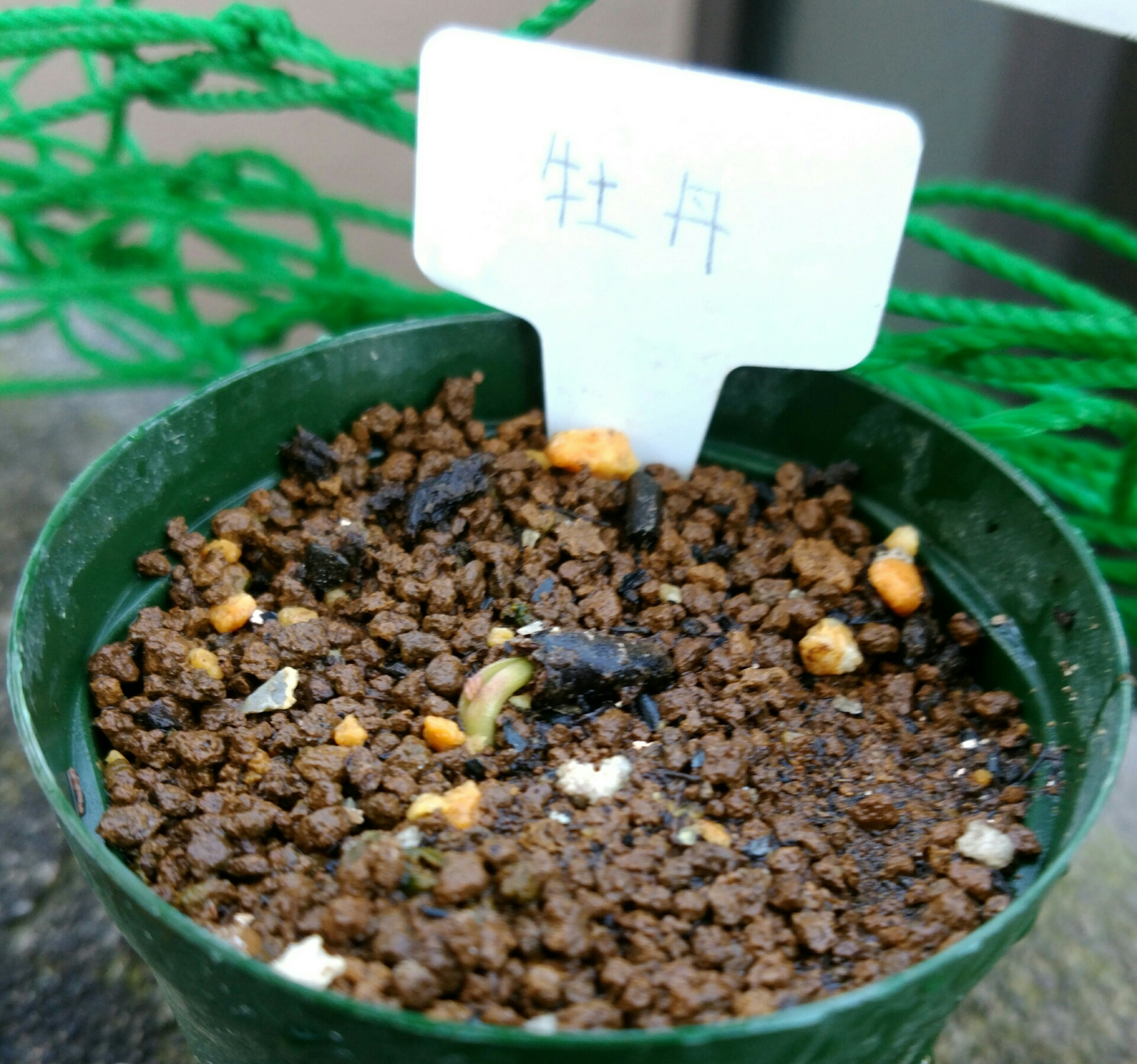 牡丹の種が見えた 盆栽な感じで 的な 牡丹の種が見えた 盆栽な感じで 的な