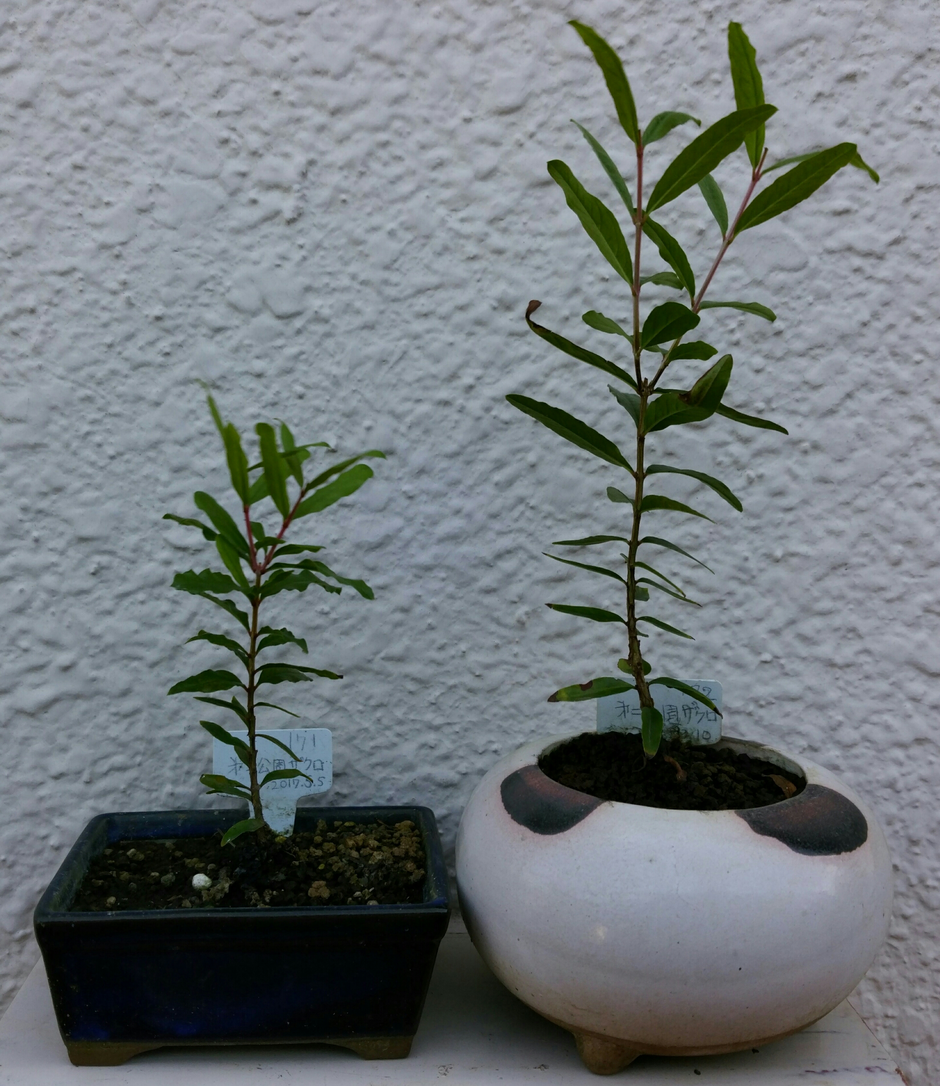 実生1年目ザクロ9月 盆栽な感じで 的な