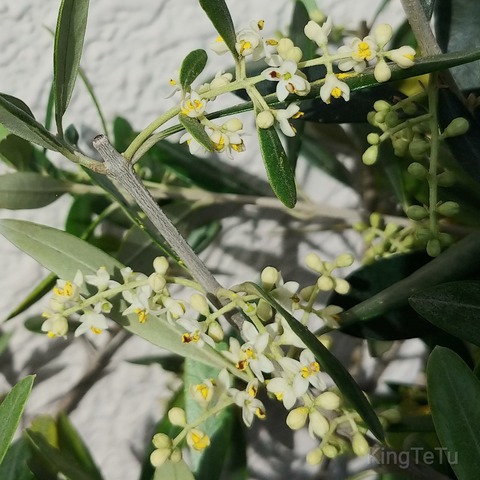 グレー エレガントローズ Diy Com 通販 廊下敷 80 180cm 廊下マット 廊下用マット 廊下マット 廊下敷