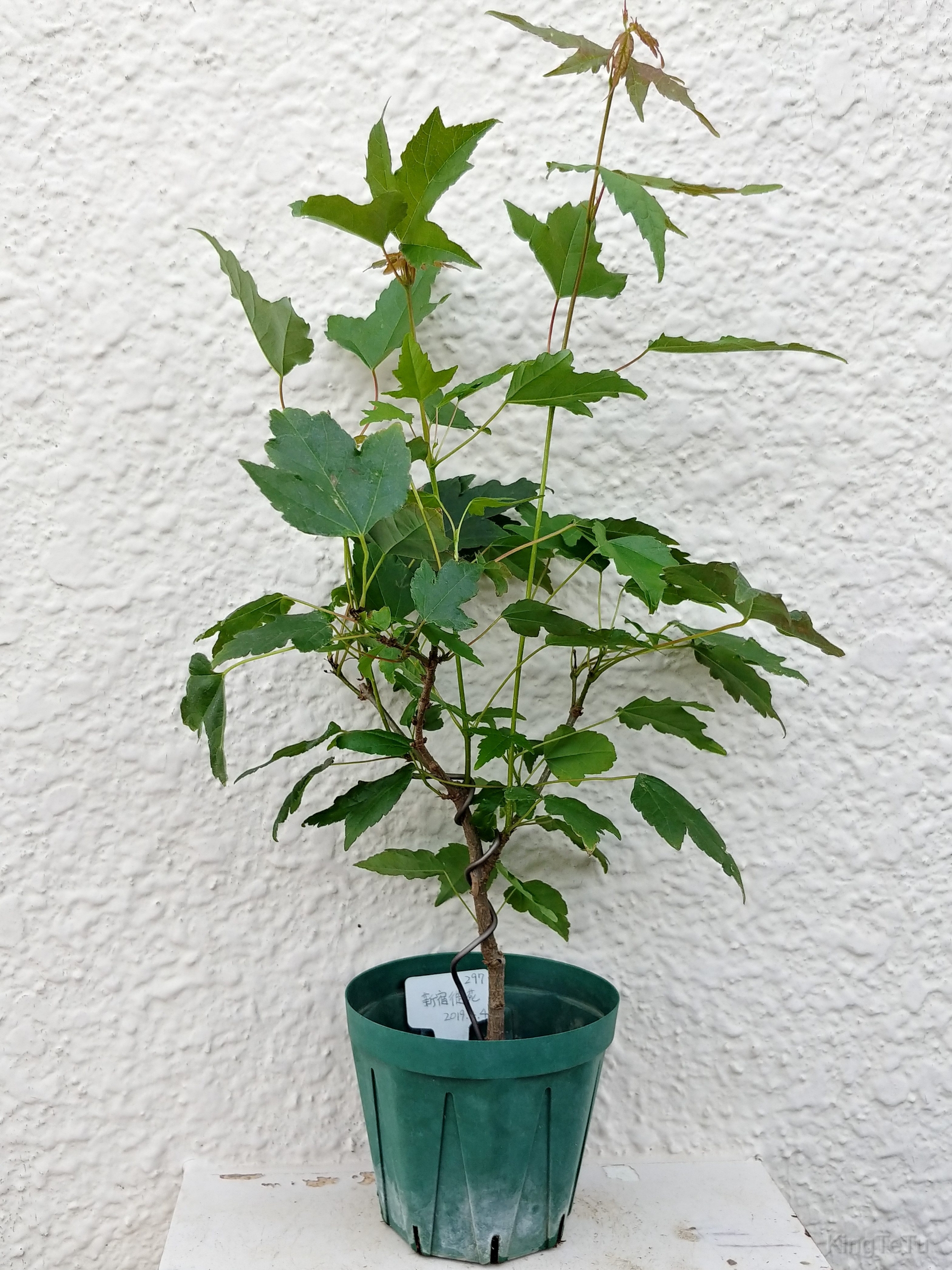 実生3年目唐楓5月 盆栽な感じで 的な