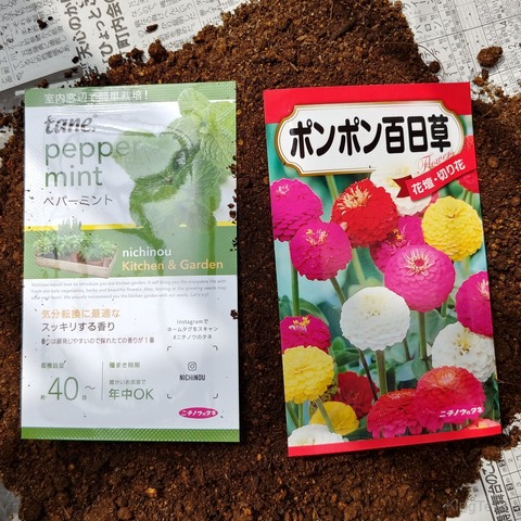 ポンポン百日草とペパーミントについて 盆栽な感じで 的な