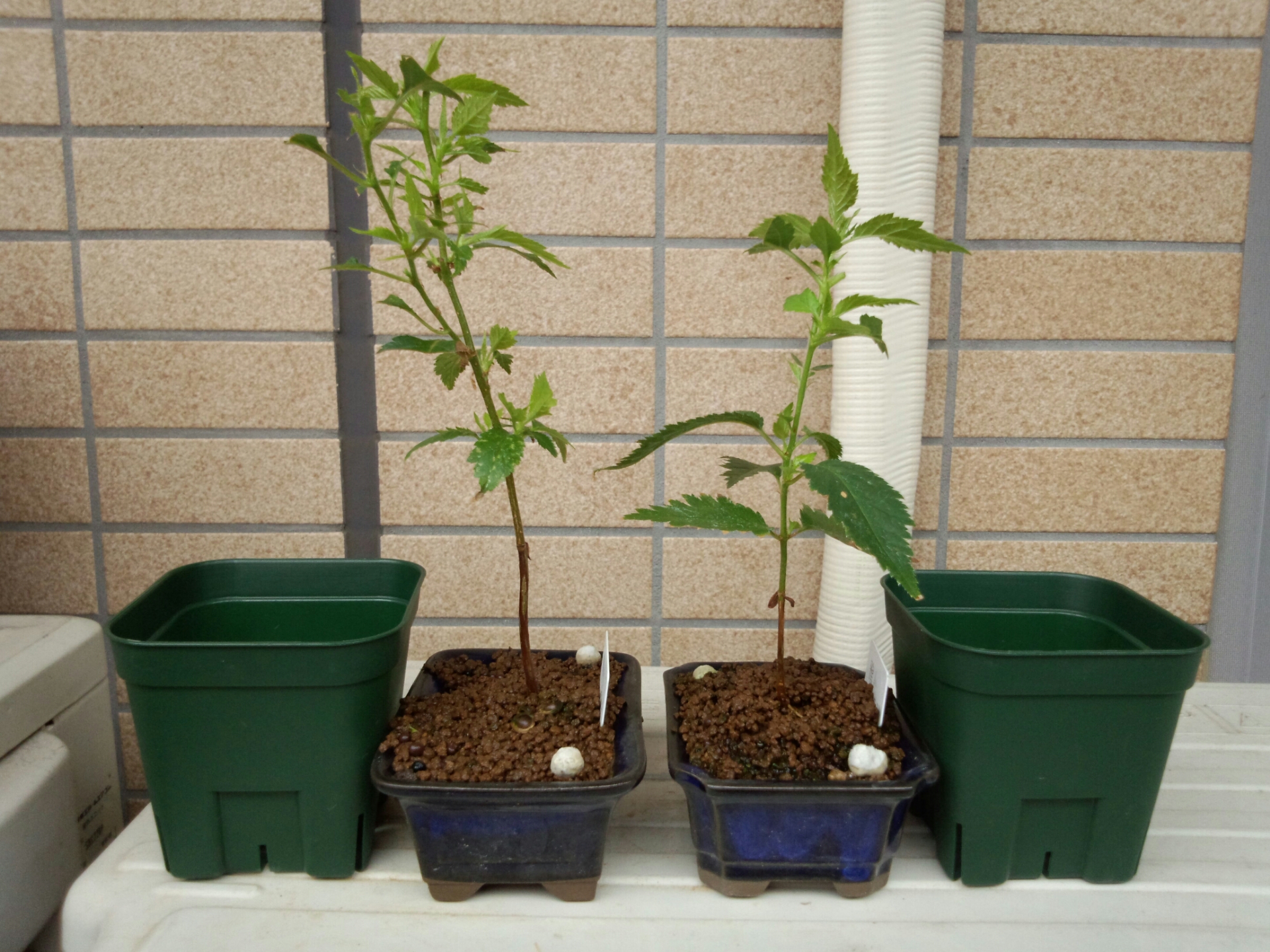 実生 桜 1年目 植え替え 盆栽な感じで 的な 実生 桜 1年目 植え替え 盆栽な感じで 的な