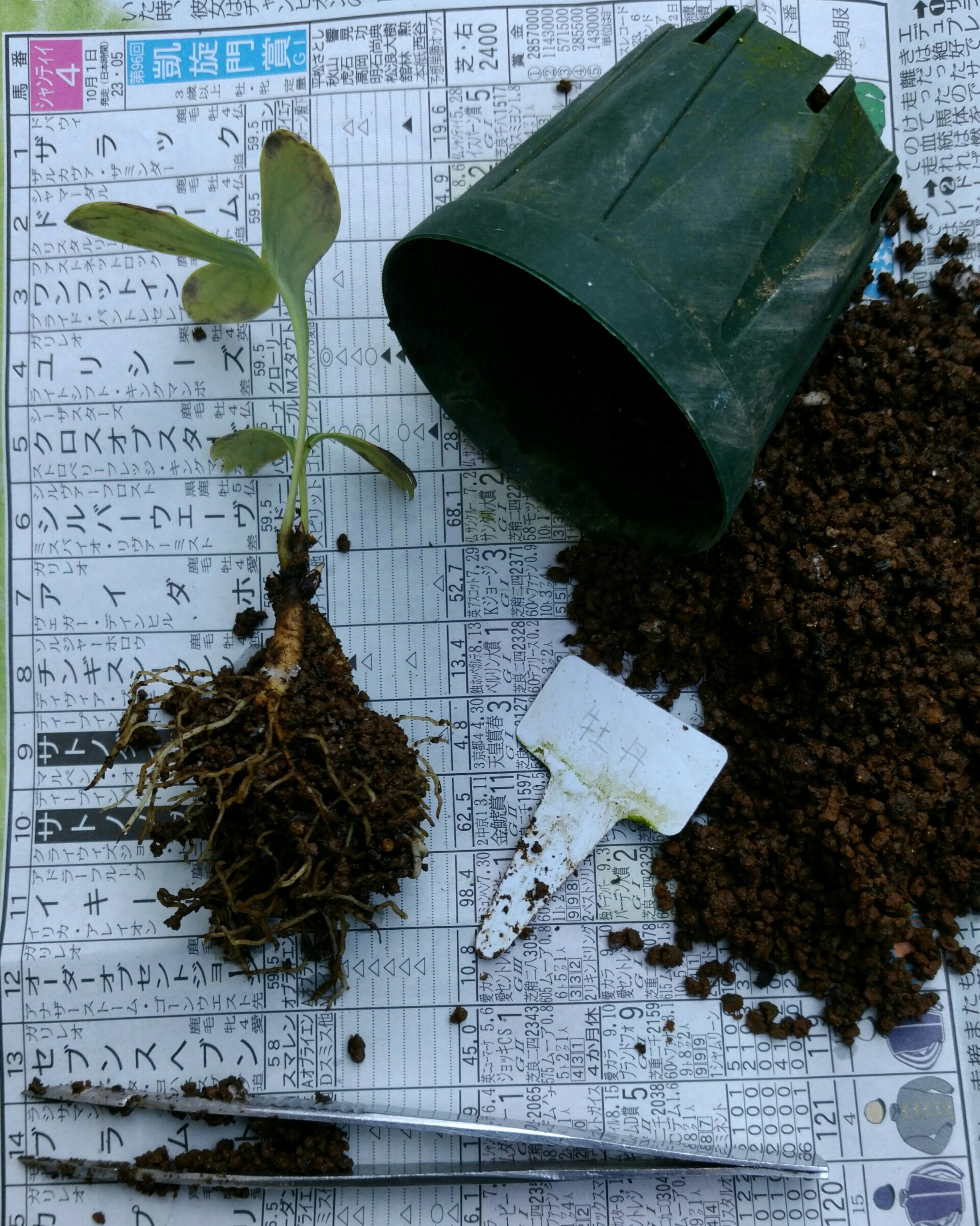 実生1年目牡丹10月植え替え 盆栽な感じで 的な 実生1年目牡丹10月植え替え 盆栽な感じで 的な