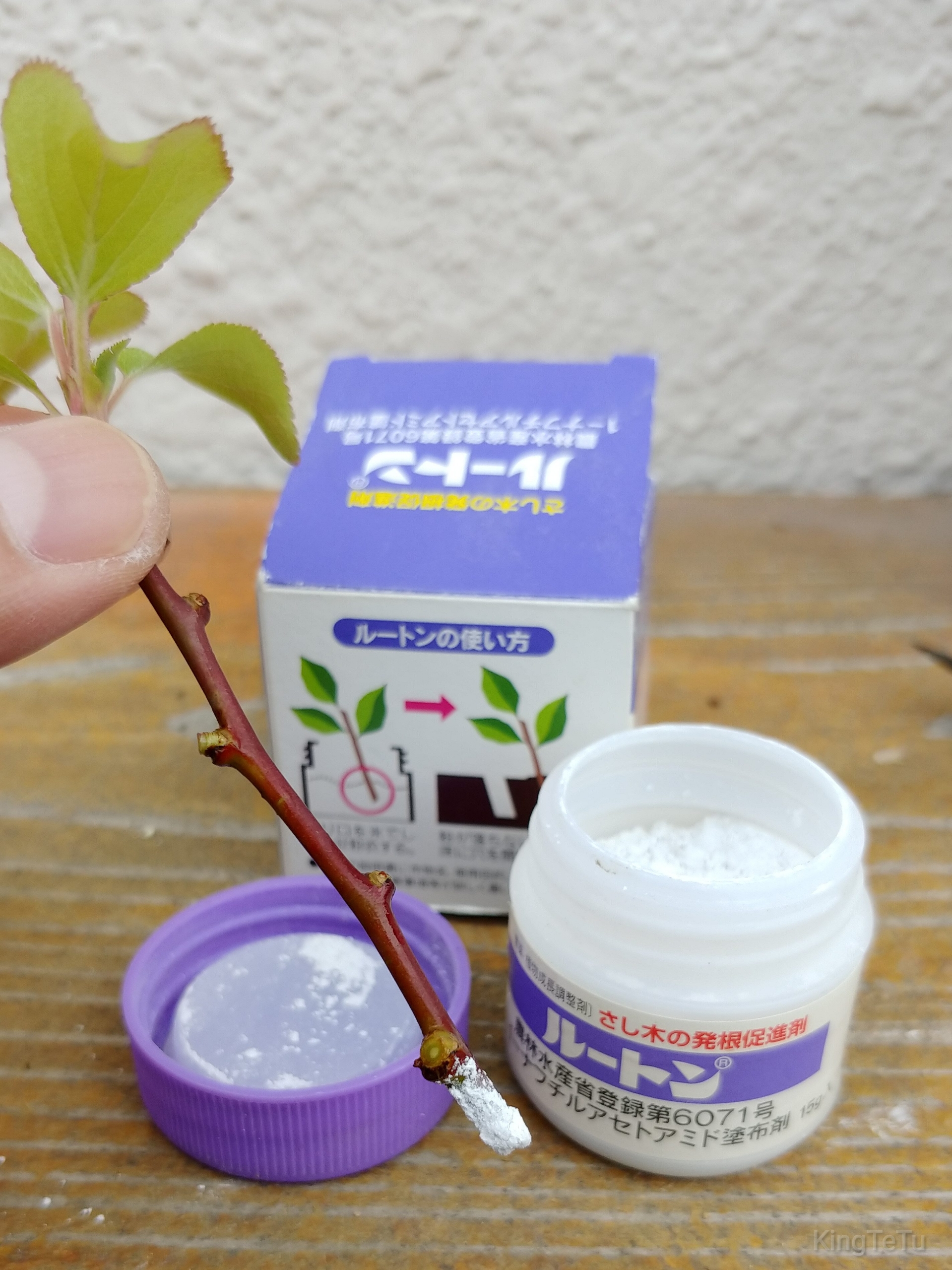梅の挿し木にチャレンジ 盆栽な感じで 的な