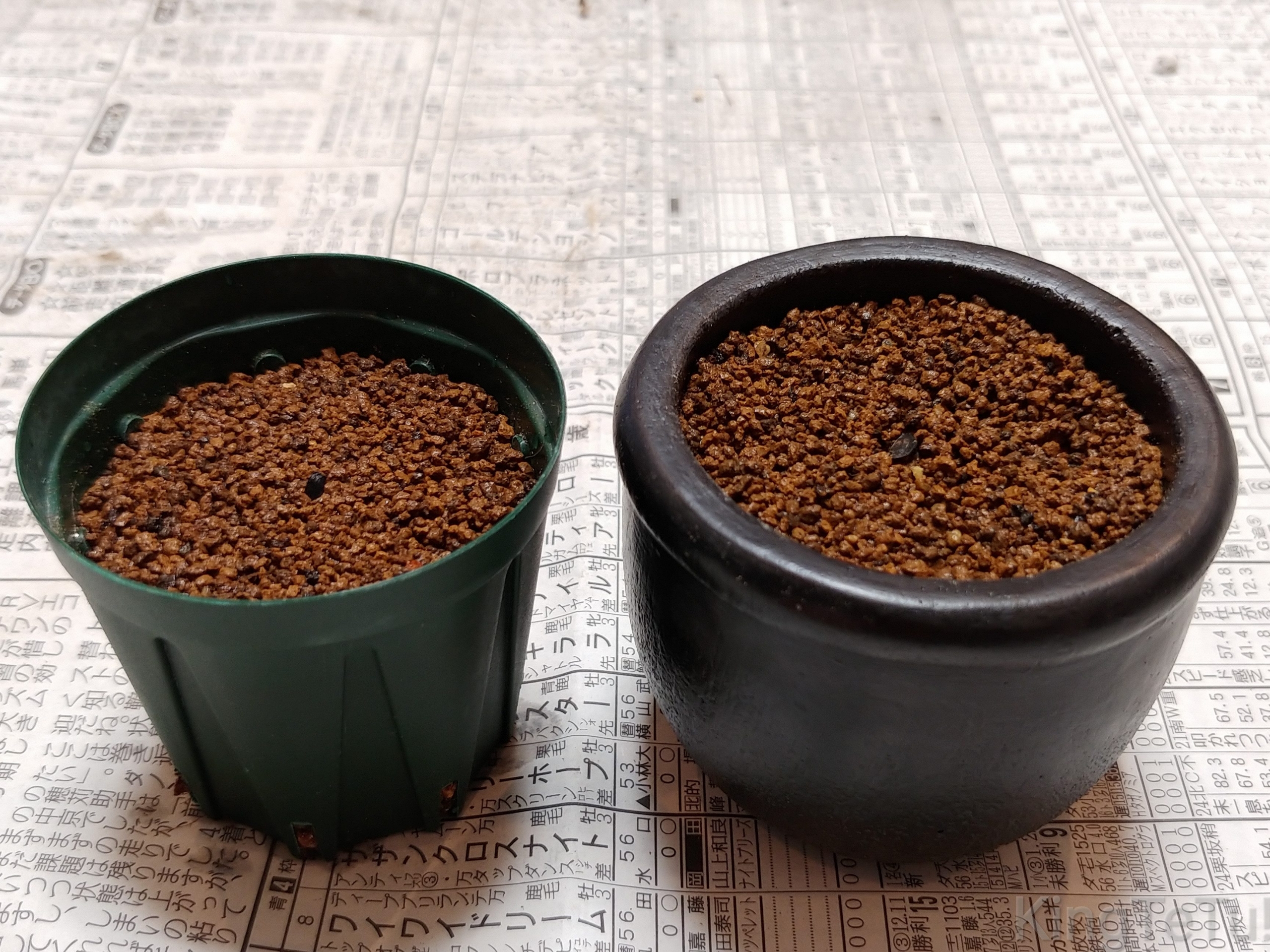 アガベの種まきについて 盆栽な感じで 的な