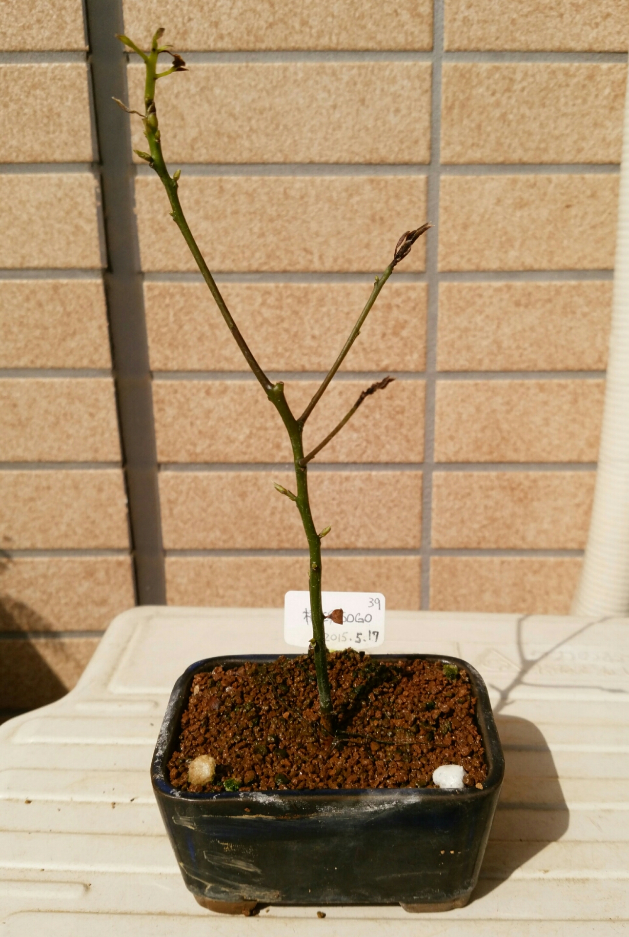 首垂細菌病について 盆栽な感じで 的な