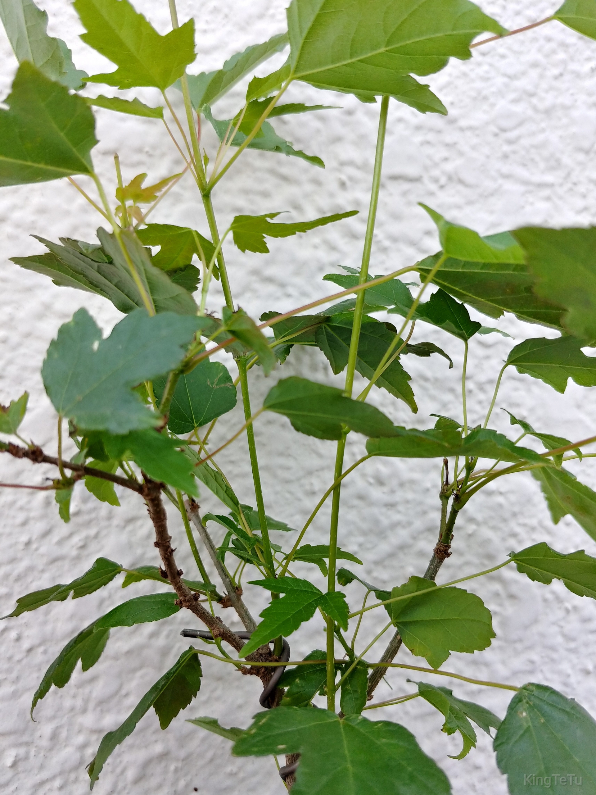 実生3年目唐楓5月 盆栽な感じで 的な